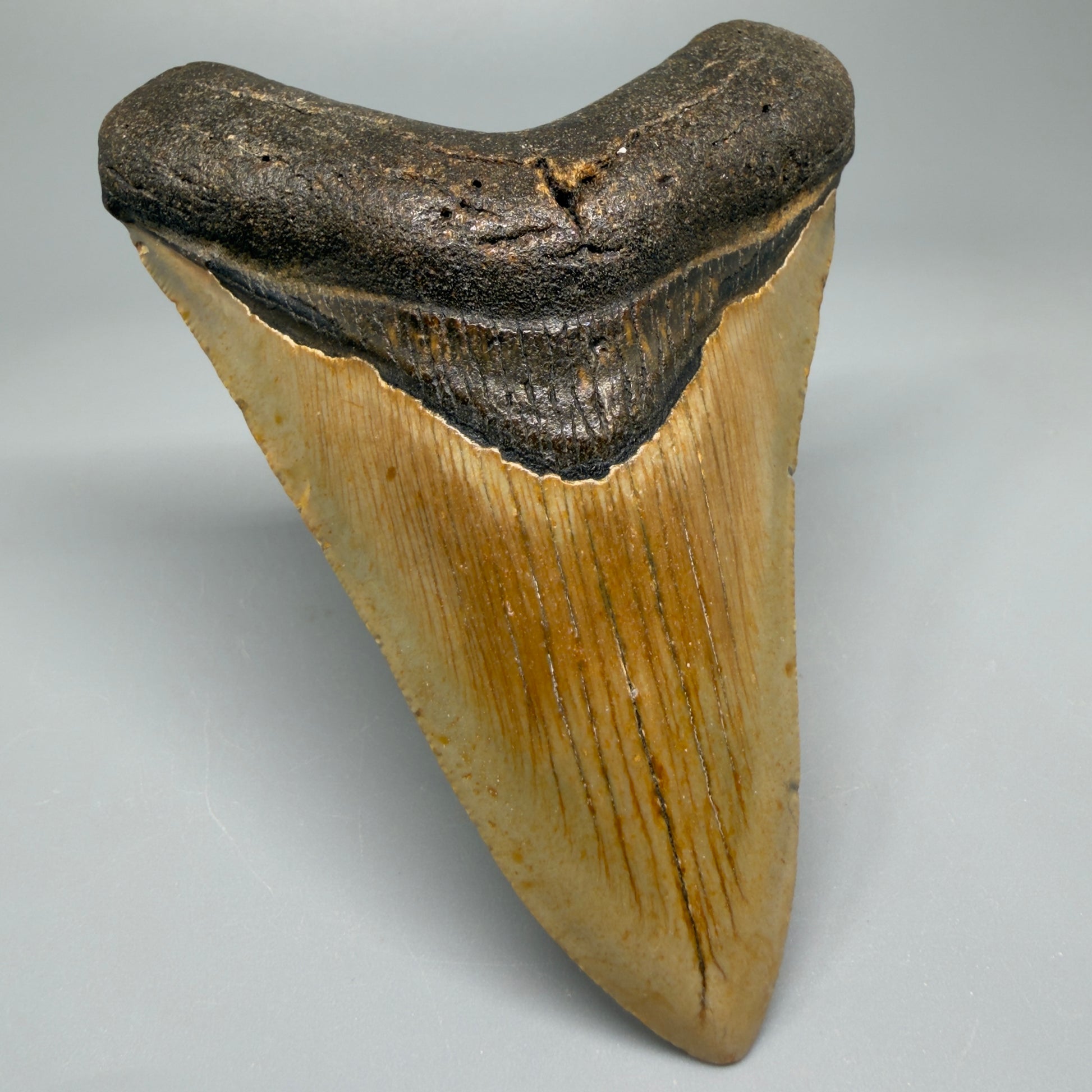Colorful 4.43" Fossil Megalodon Shark Tooth - North Carolina CM5362 - Front Left