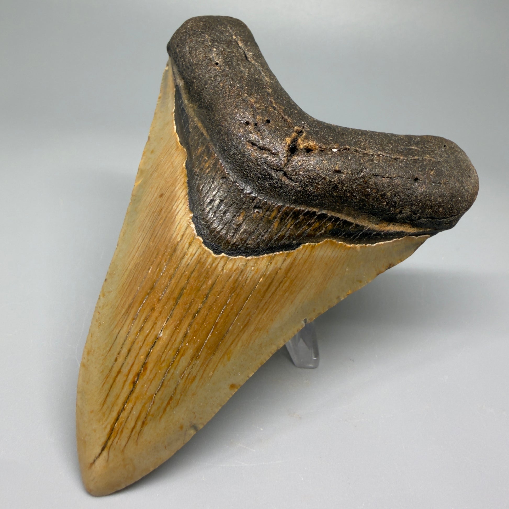 Colorful 4.43" Fossil Megalodon Shark Tooth - North Carolina CM5362 - Front Right
