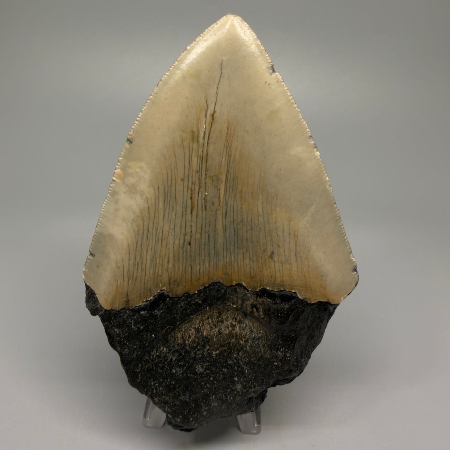 Affordable, colorful 4.61" Fossil Megalodon Tooth - North Carolina CM5357 - Back