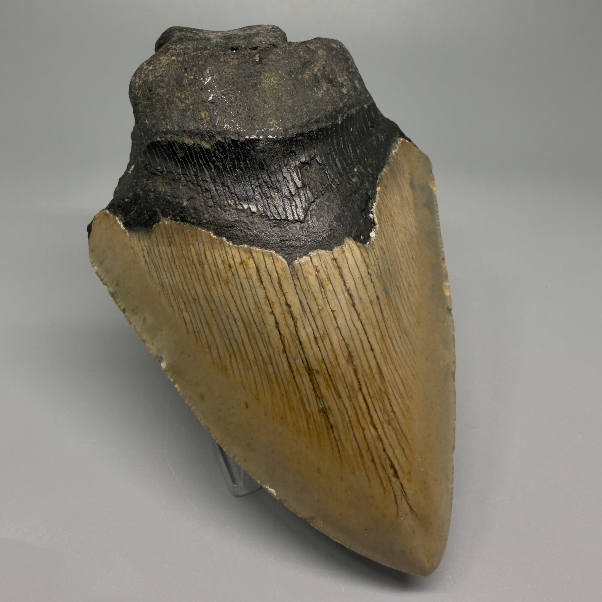 Affordable, colorful 4.61" Fossil Megalodon Tooth - North Carolina CM5357 - Front Left