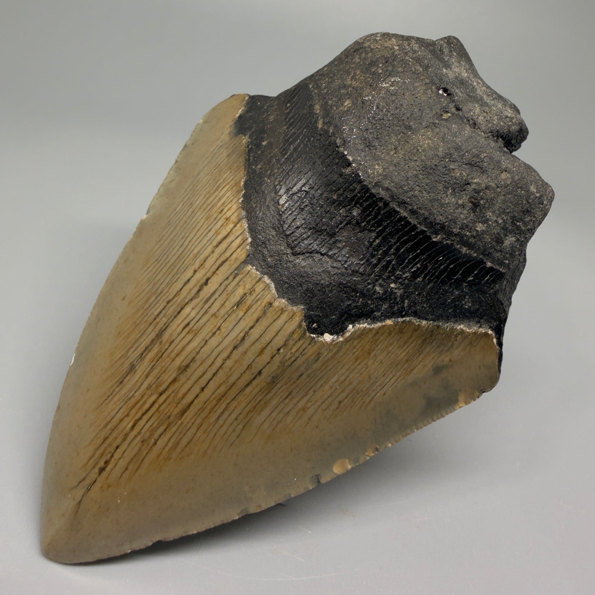 Affordable, colorful 4.61" Fossil Megalodon Tooth - North Carolina CM5357 - Front Right