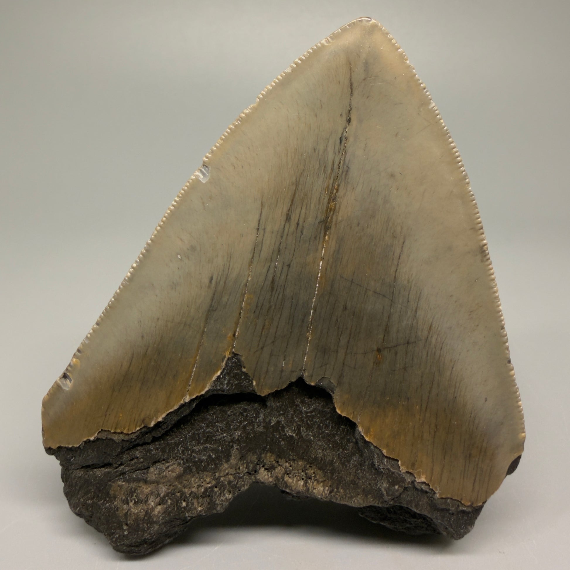 Affordable, decently serrated 4.10" Fossil Megalodon Tooth - North Carolina CM5355 - Back