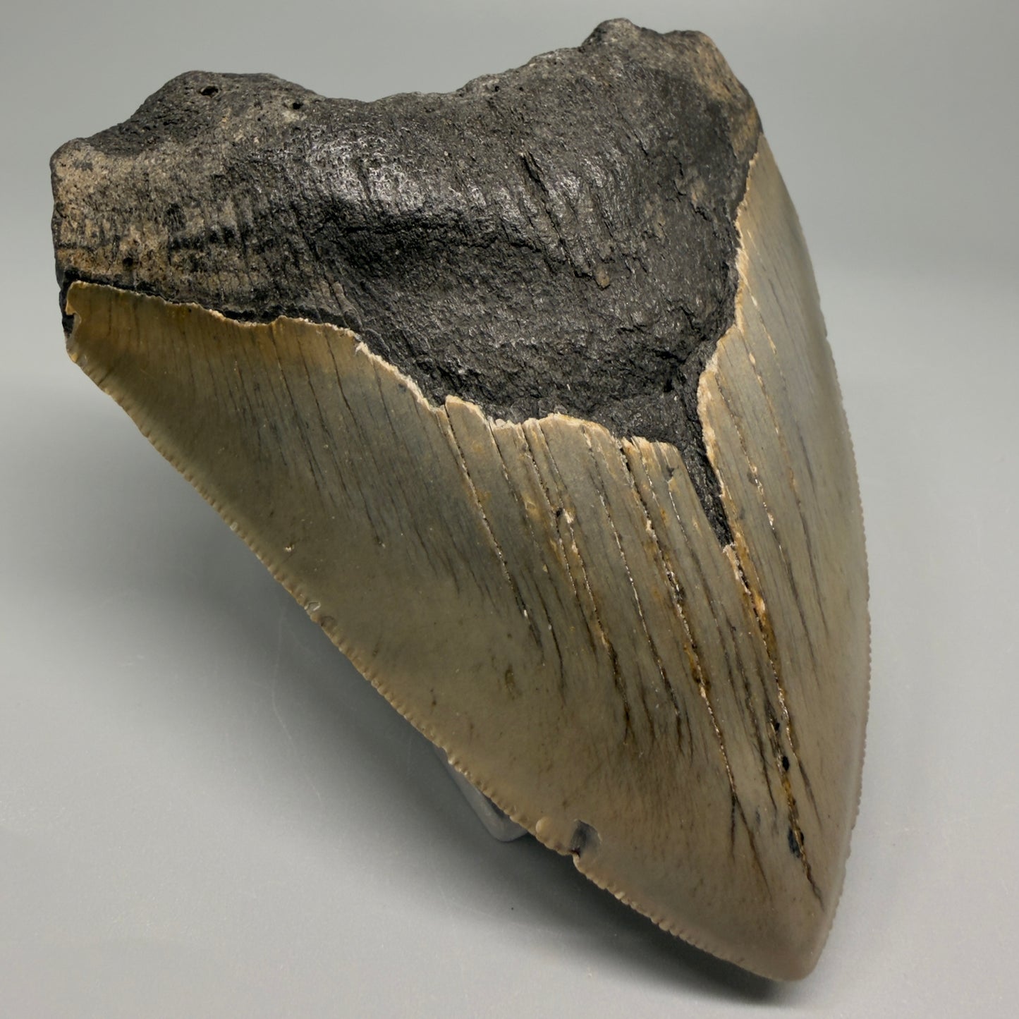 Affordable, decently serrated 4.10" Fossil Megalodon Tooth - North Carolina CM5355 - Front Left