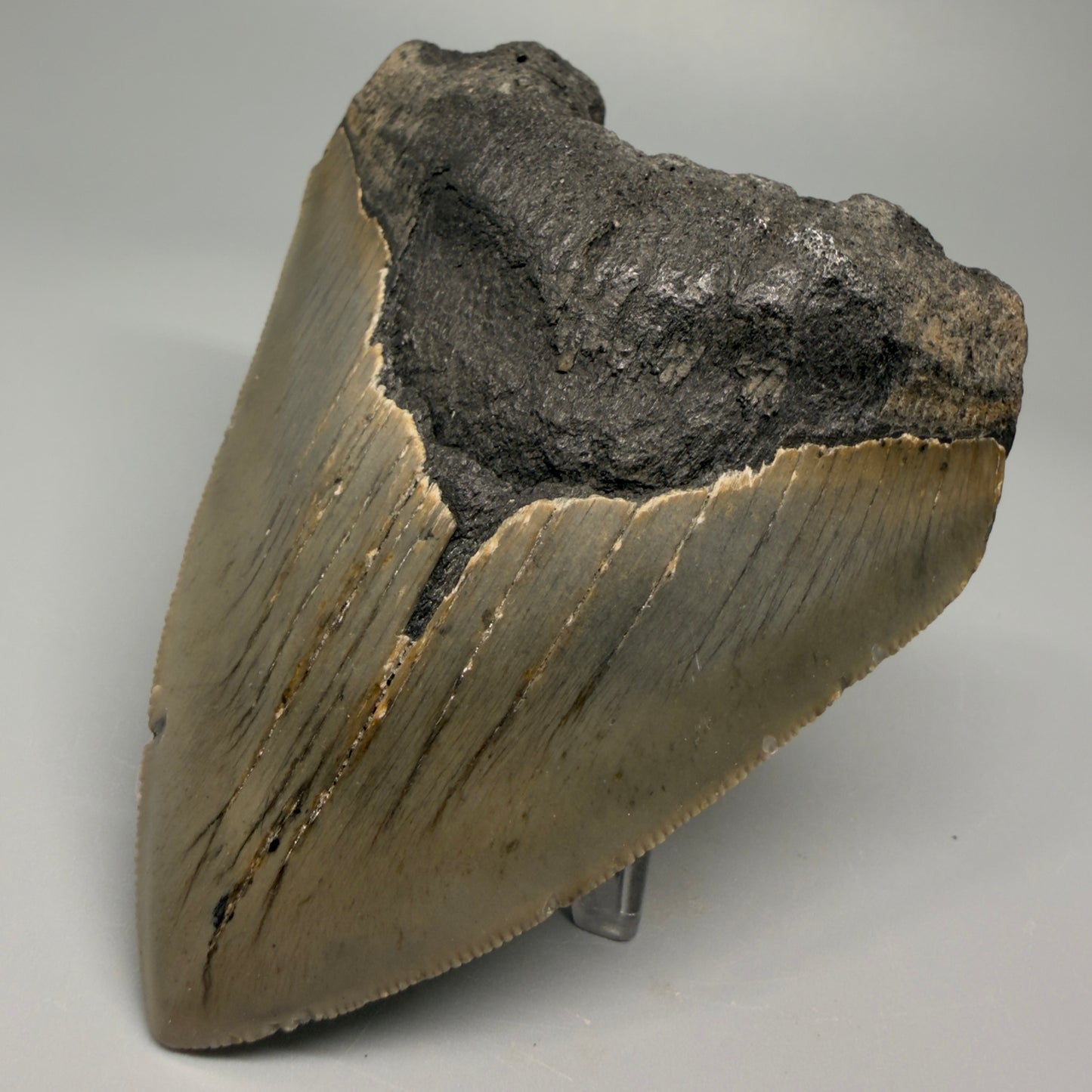 Affordable, decently serrated 4.10" Fossil Megalodon Tooth - North Carolina CM5355 - Front Right