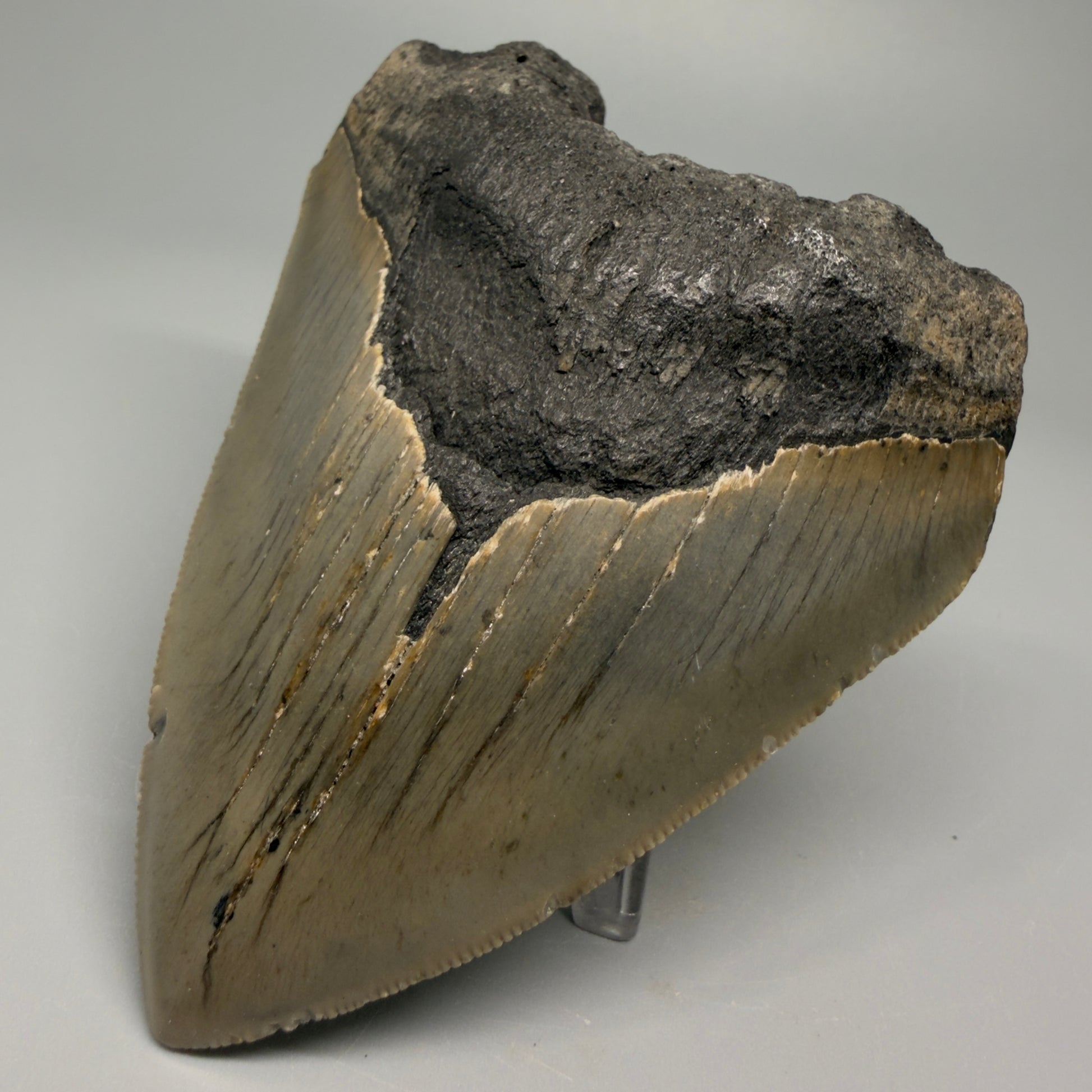 Affordable, decently serrated 4.10" Fossil Megalodon Tooth - North Carolina CM5355 - Front Right