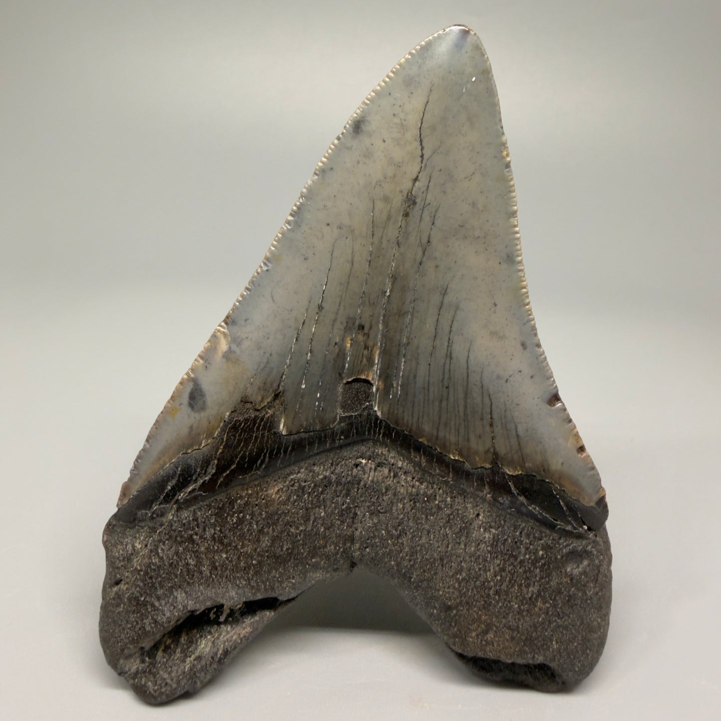Colorful 4.39" Fossil Megalodon Shark Tooth - North Carolina CM5361 - Back