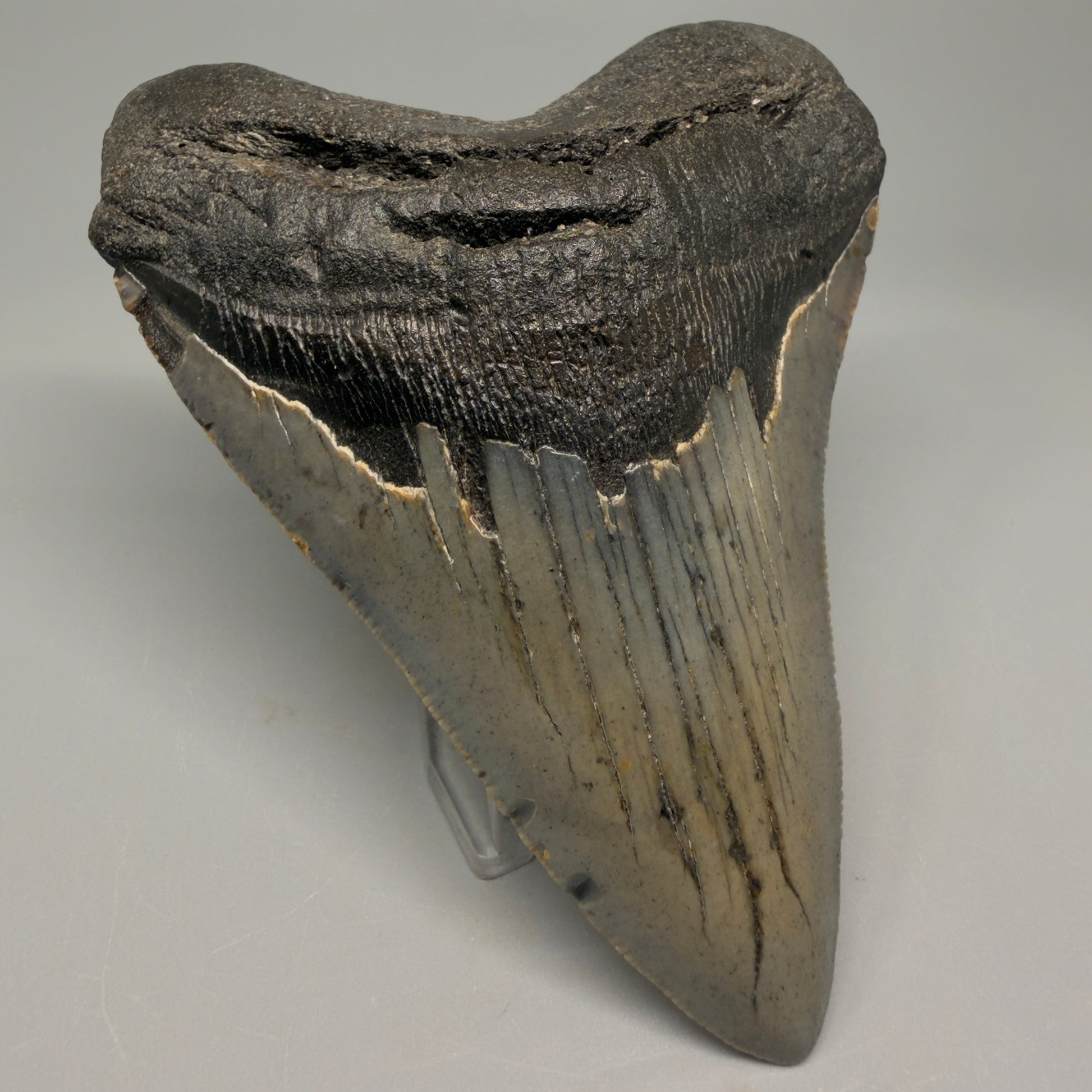Colorful 4.39" Fossil Megalodon Shark Tooth - North Carolina CM5361 - Front Left