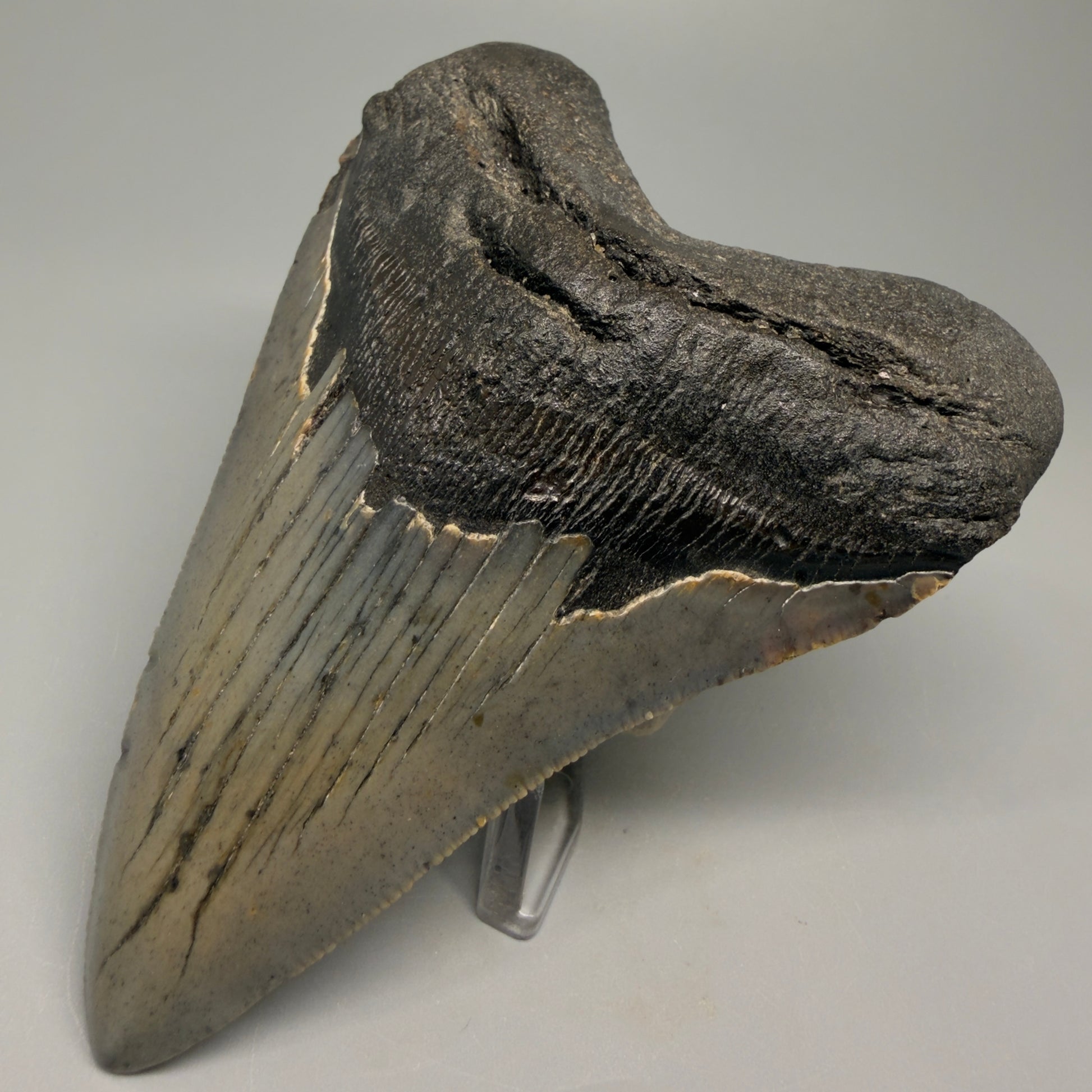 Colorful 4.39" Fossil Megalodon Shark Tooth - North Carolina CM5361 - Front Right