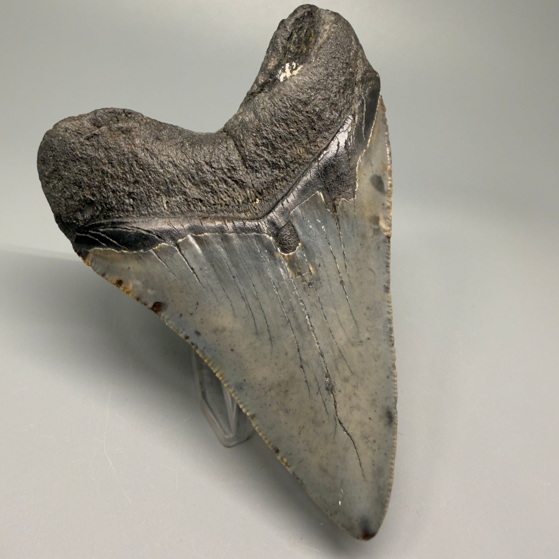Colorful 4.39" Fossil Megalodon Shark Tooth - North Carolina CM5361 - Back Left