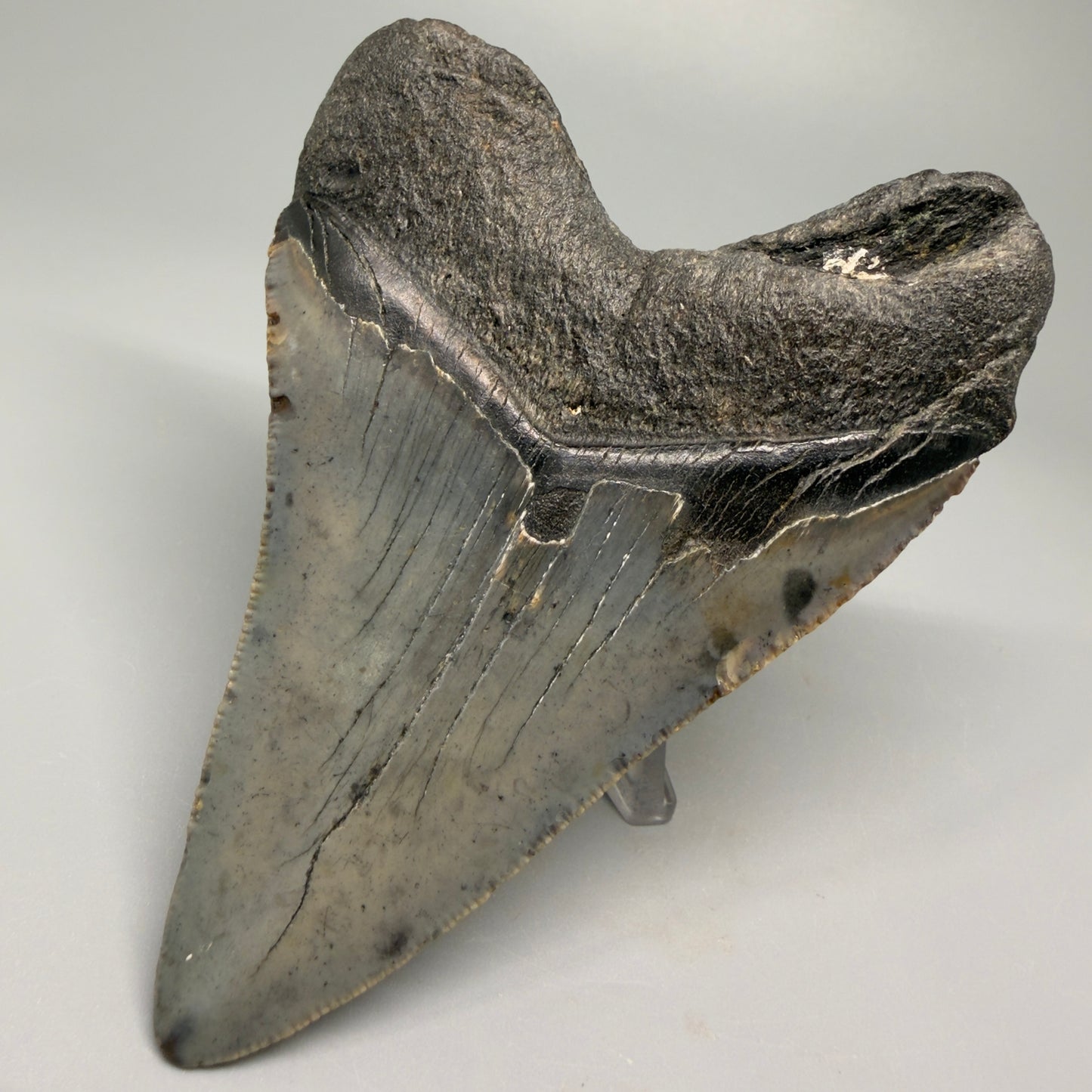 Colorful 4.39" Fossil Megalodon Shark Tooth - North Carolina CM5361 - Back Right