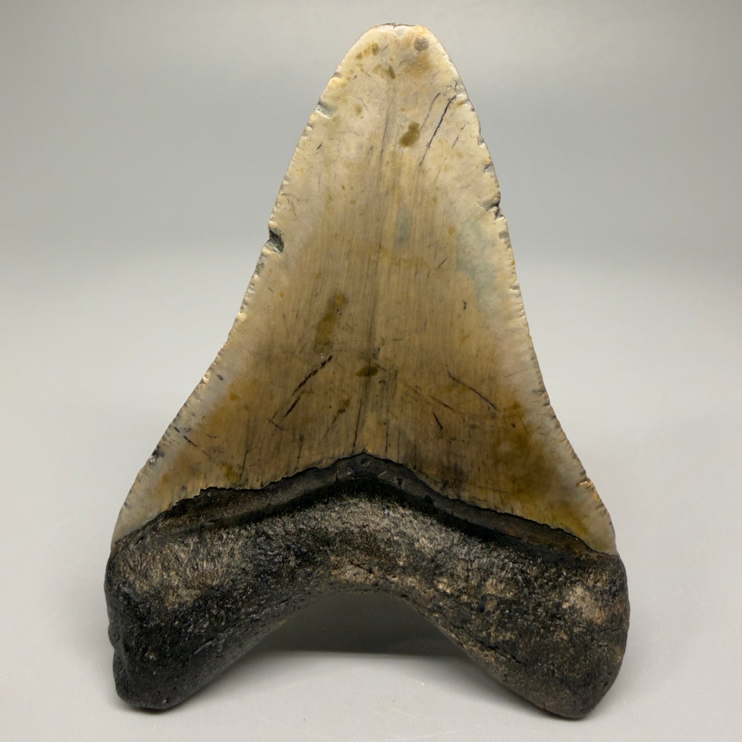 Colorful lower with bite mark 4.31" Fossil Megalodon Shark Tooth - North Carolina CM5360 - Back