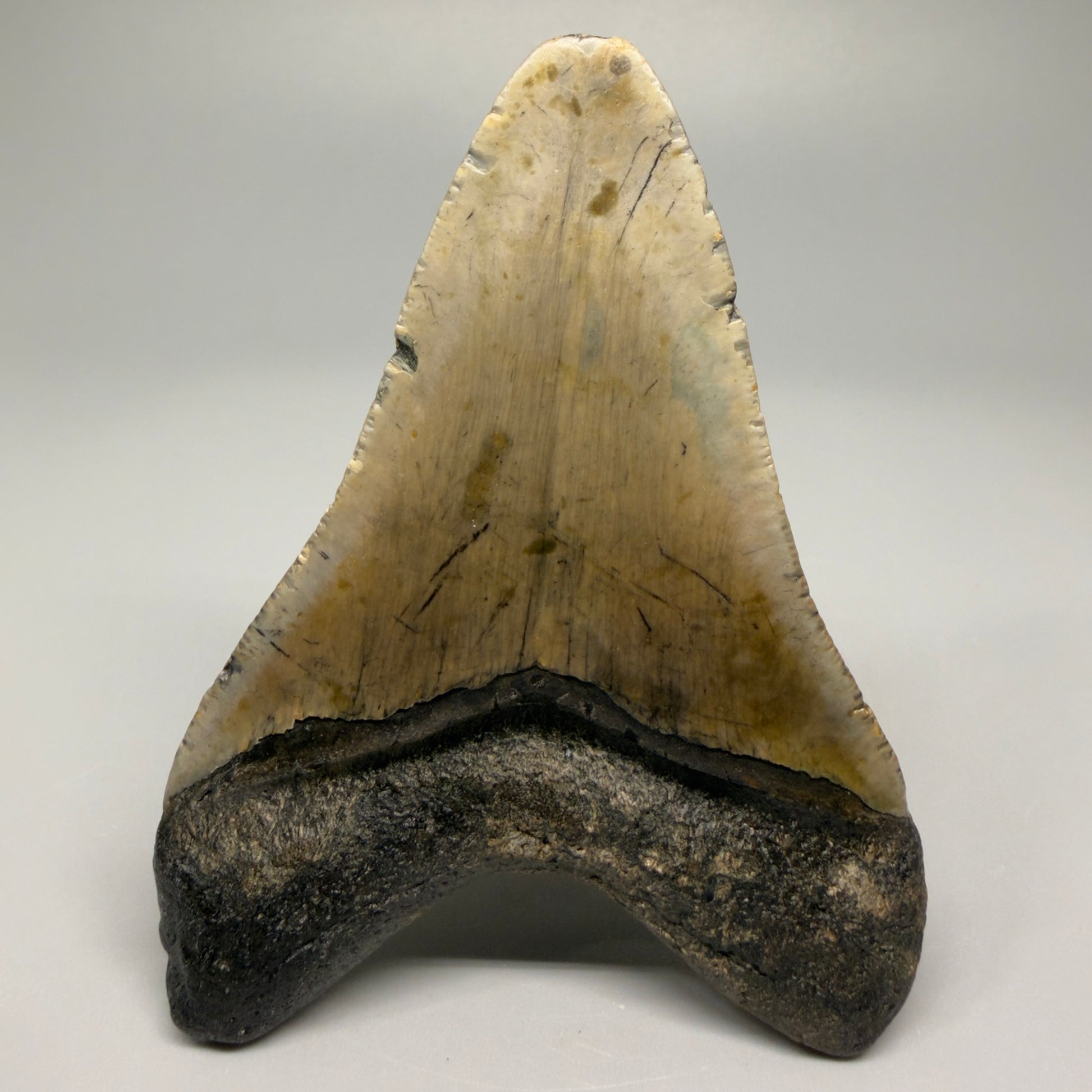 Colorful lower with bite mark 4.31" Fossil Megalodon Shark Tooth - North Carolina CM5360 - Back
