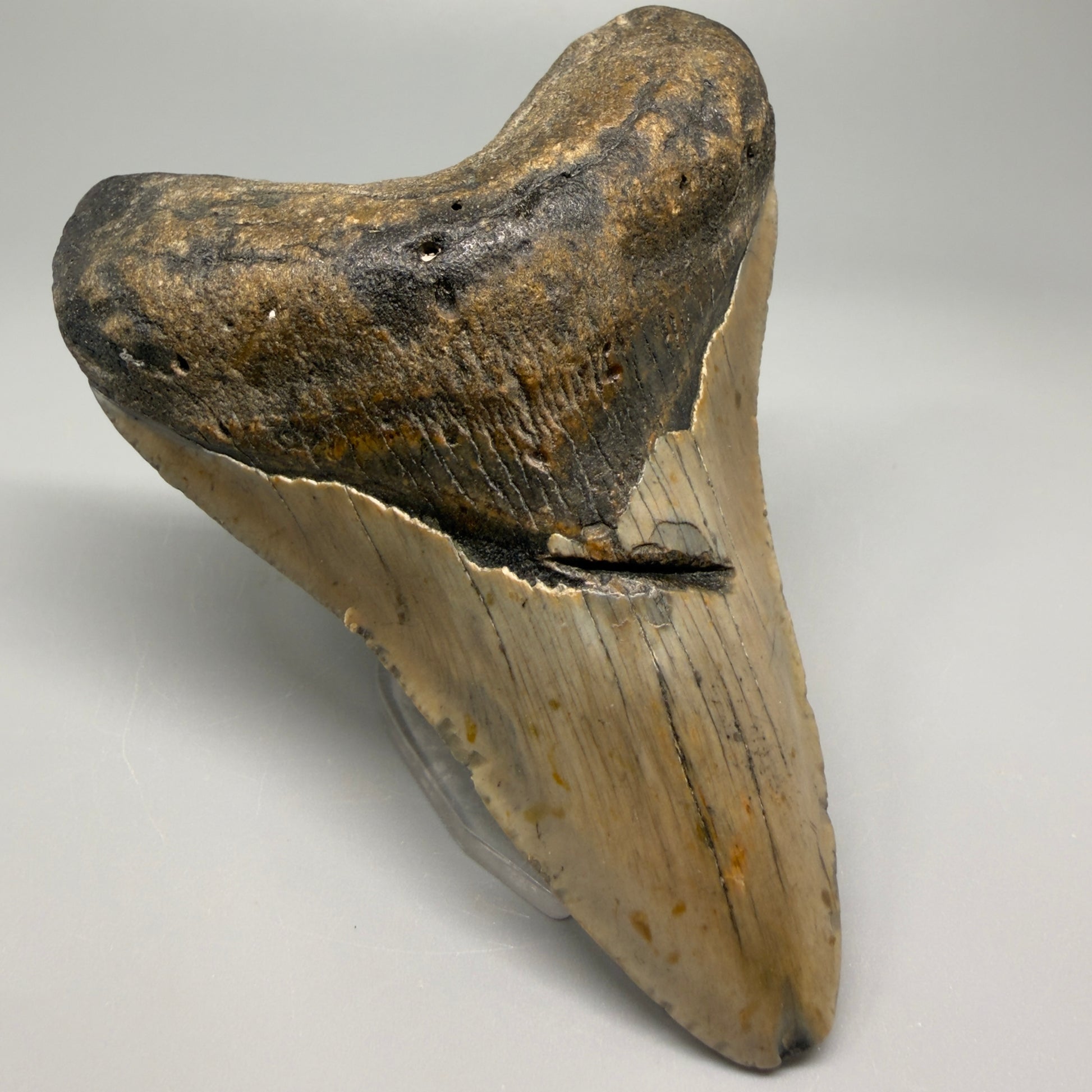 Colorful lower with bite mark 4.31" Fossil Megalodon Shark Tooth - North Carolina CM5360 - Front Left