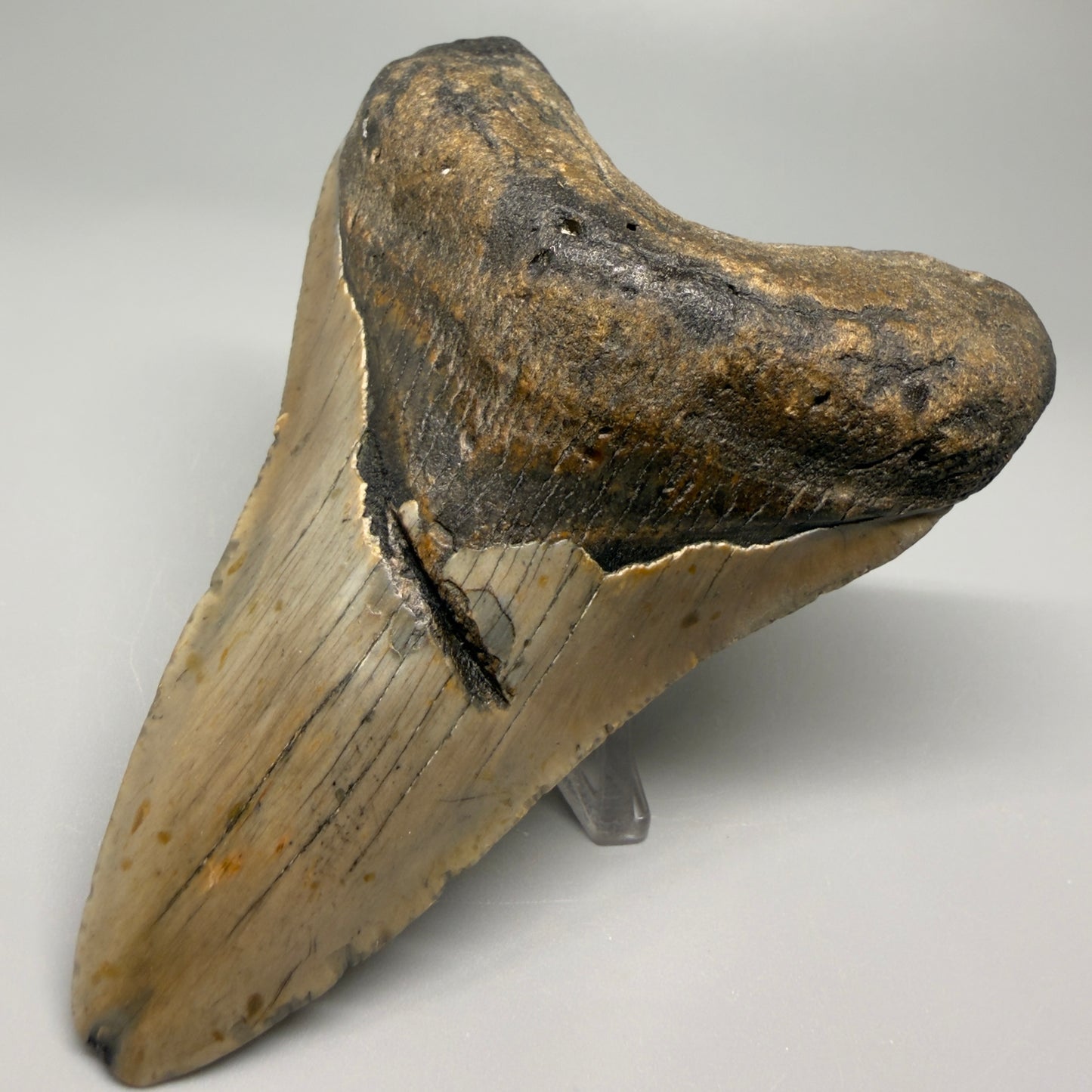 Colorful lower with bite mark 4.31" Fossil Megalodon Shark Tooth - North Carolina CM5360 - Front Right