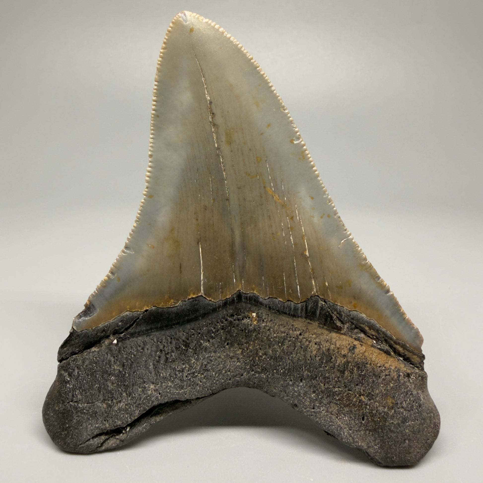 Colorful, decently serrated 4.22" Fossil Megalodon Tooth - North Carolina CM5359 - Back