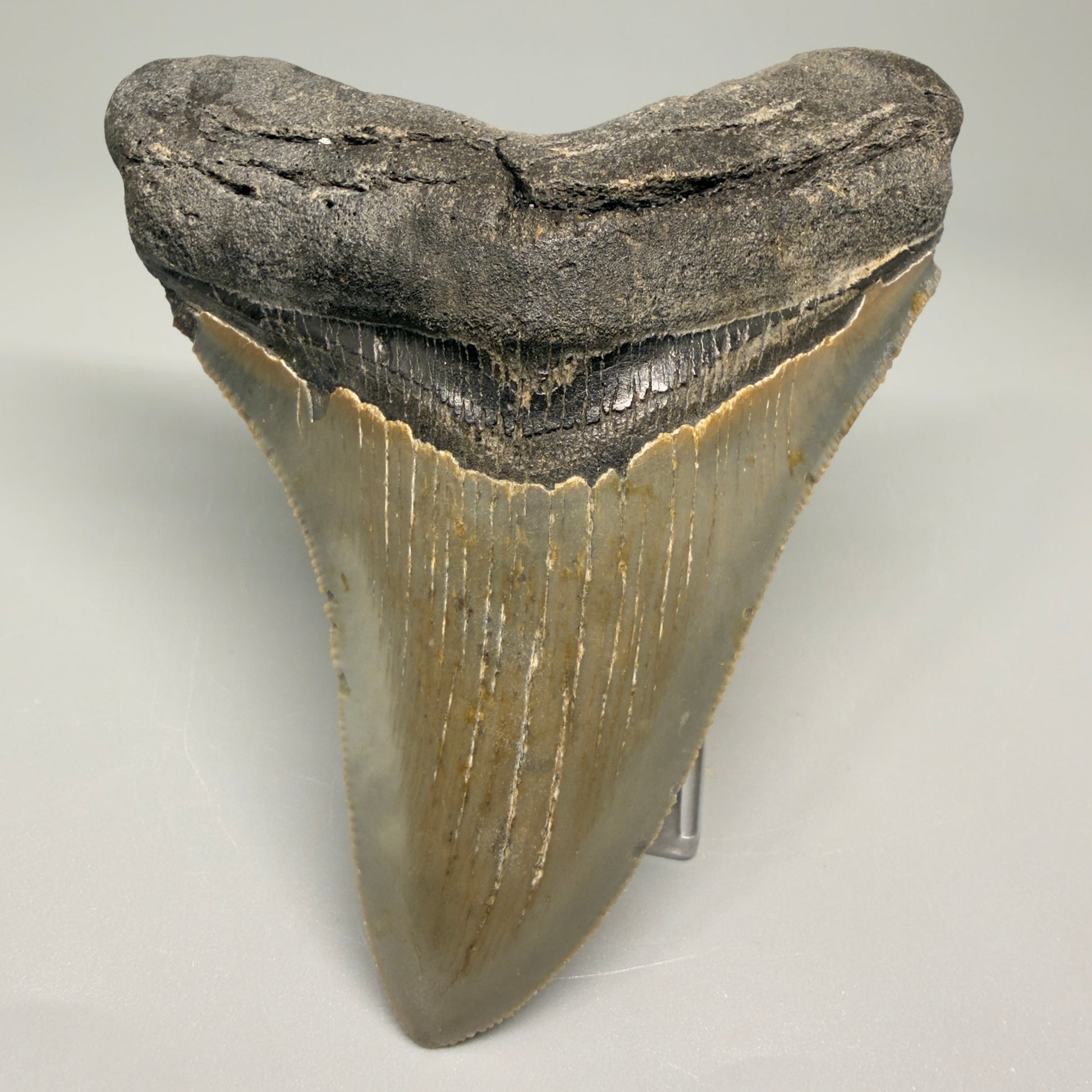 Colorful, decently serrated 4.22" Fossil Megalodon Tooth - North Carolina CM5359 - Front 1
