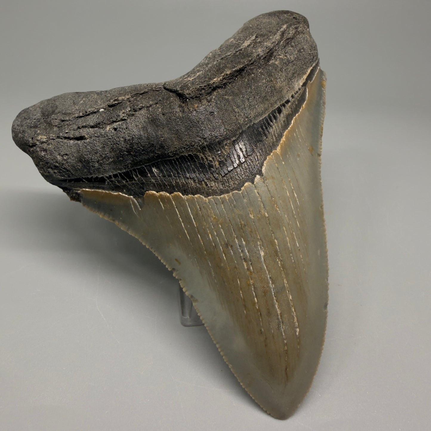 Colorful, decently serrated 4.22" Fossil Megalodon Tooth - North Carolina CM5359 - Front Left