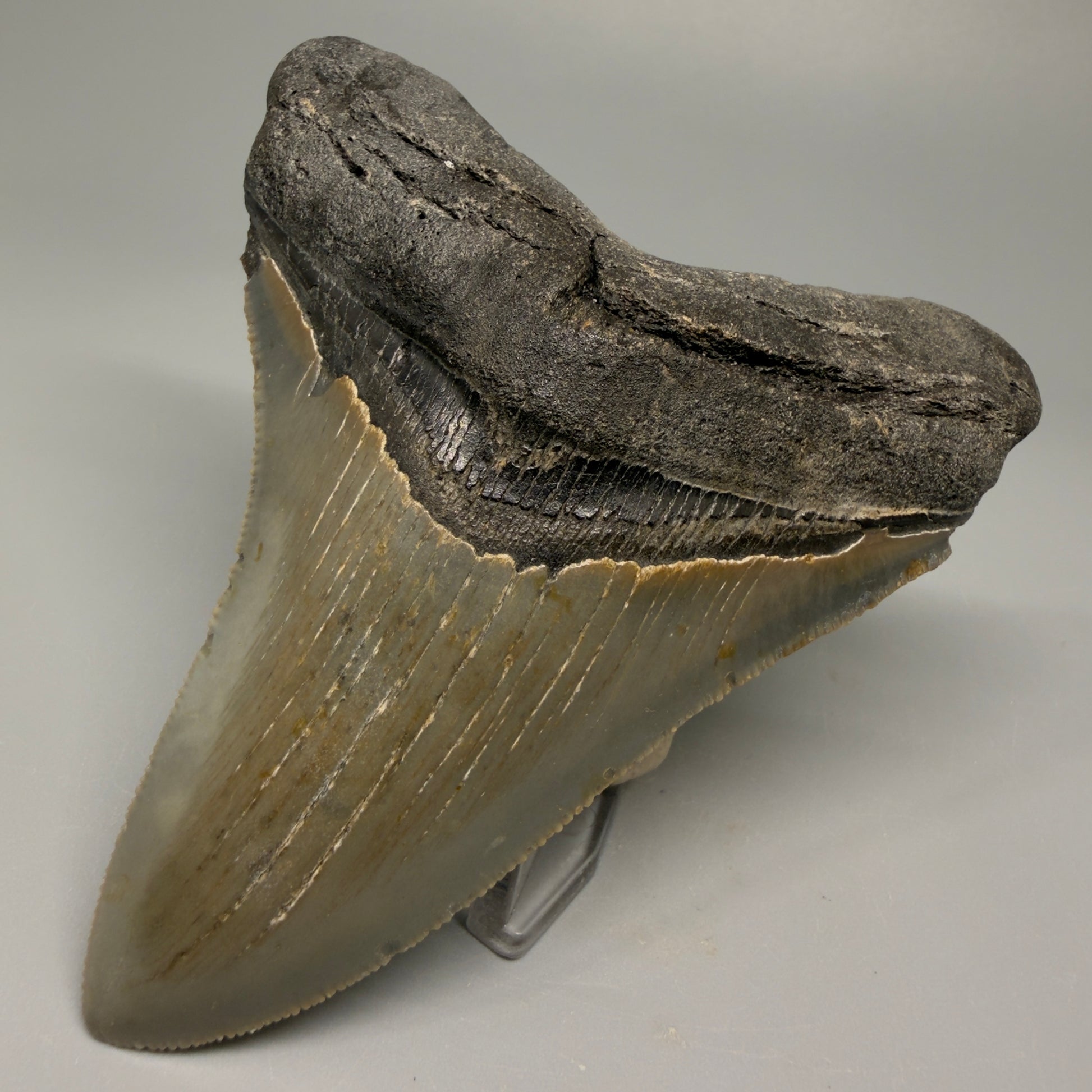 Colorful, decently serrated 4.22" Fossil Megalodon Tooth - North Carolina CM5359 - Front Right