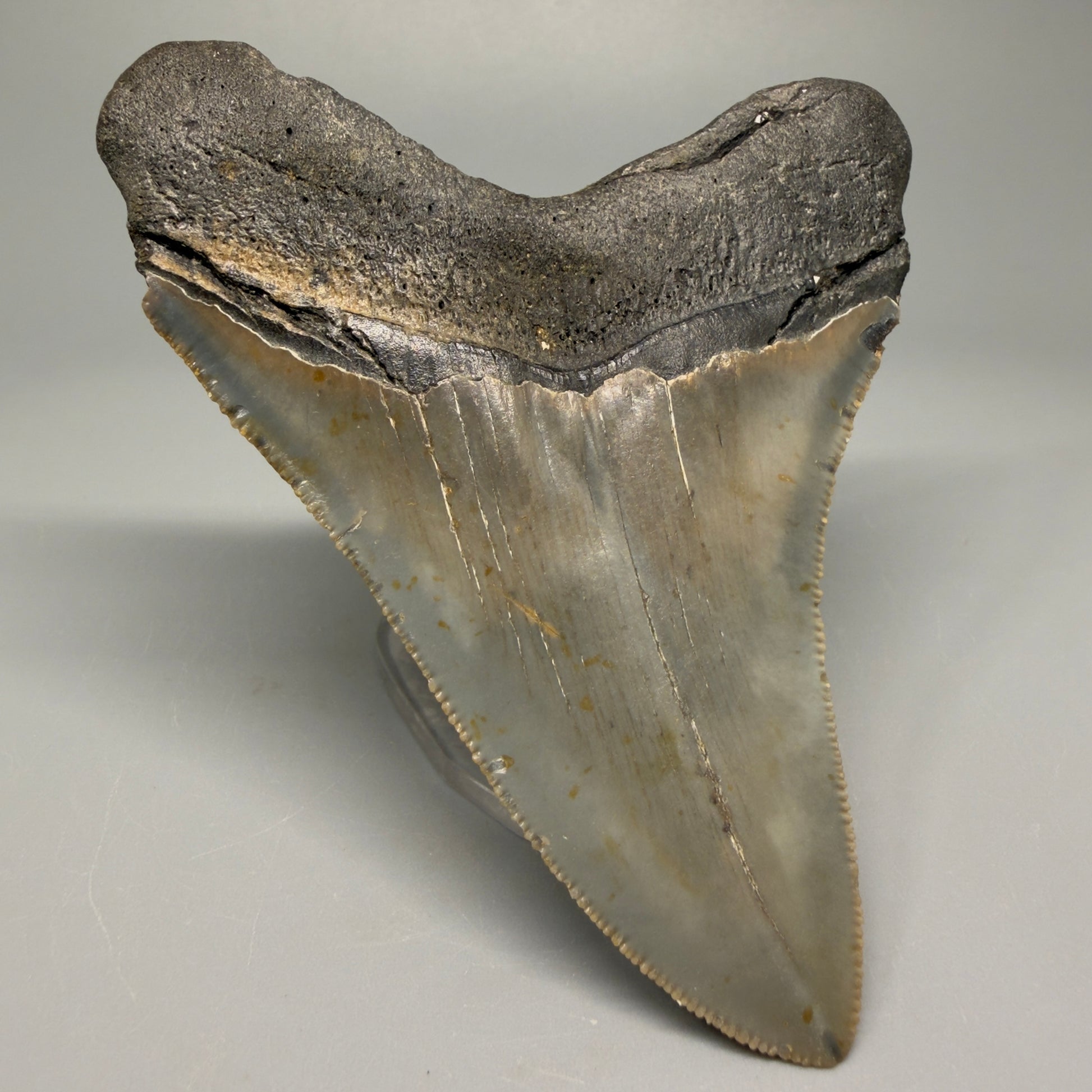 Colorful, decently serrated 4.22" Fossil Megalodon Tooth - North Carolina CM5359 - Back Left