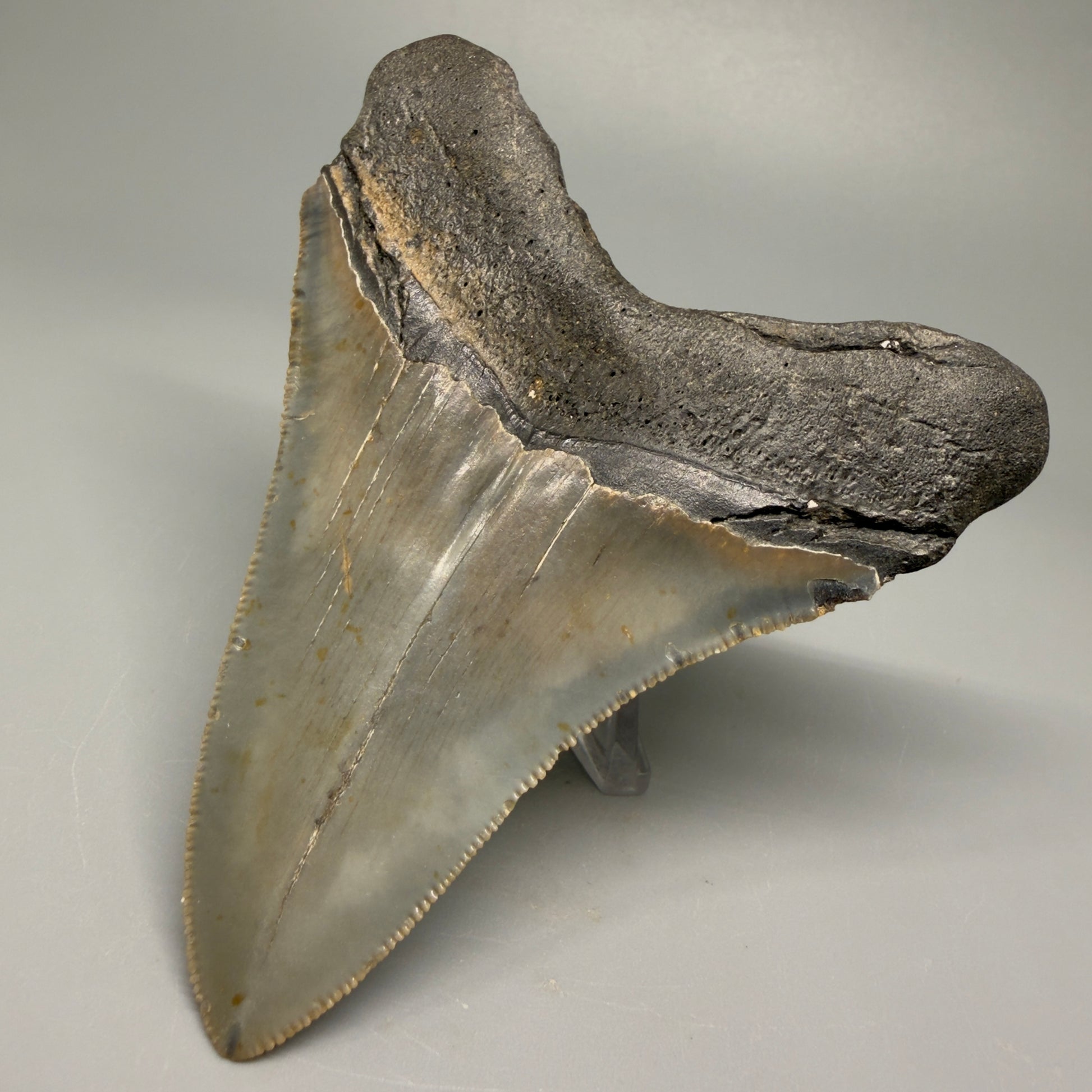 Colorful, decently serrated 4.22" Fossil Megalodon Tooth - North Carolina CM5359 - Back Right