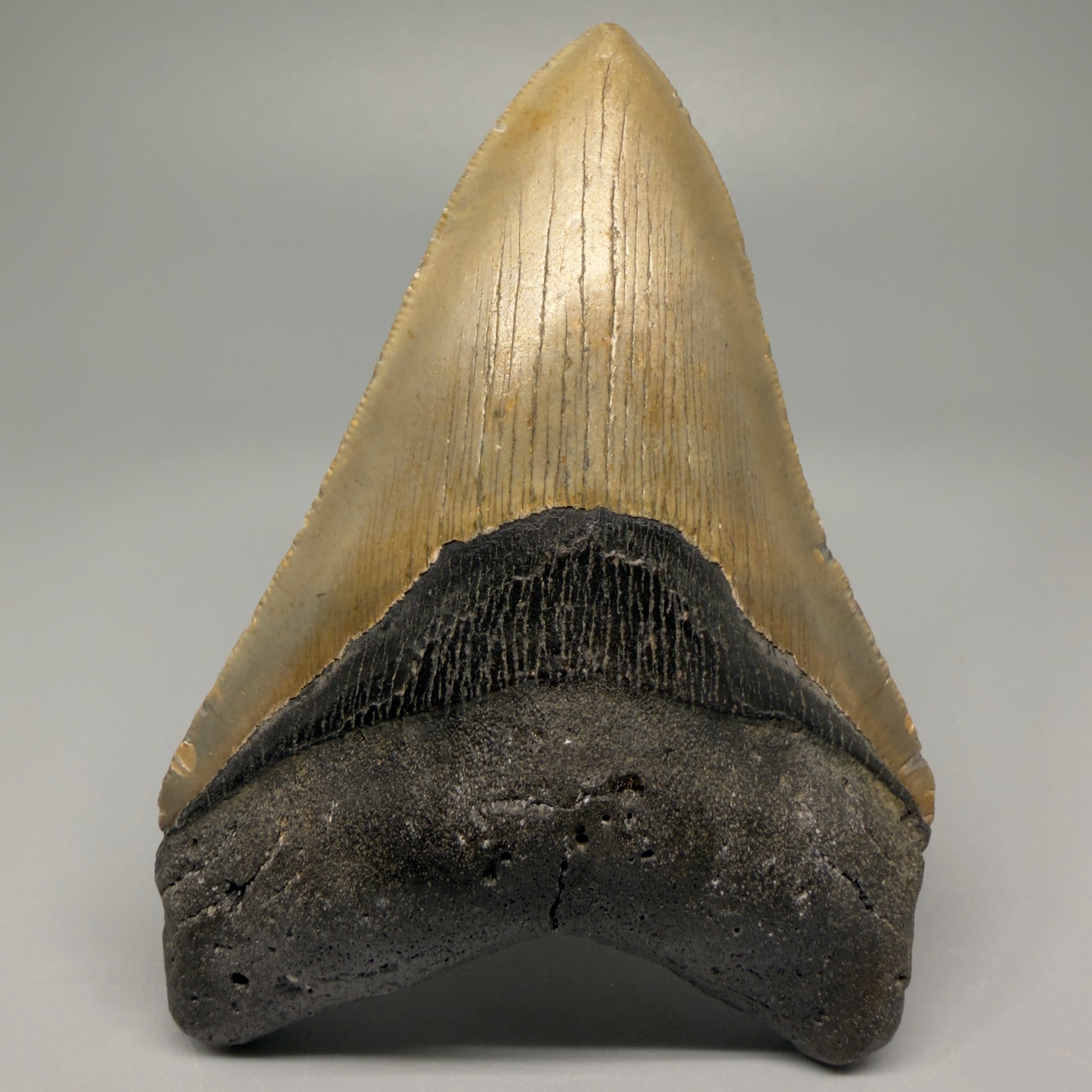 Colorful, with serrations 4.82" Fossil Megalodon Tooth - North Carolina CM5364 - Front