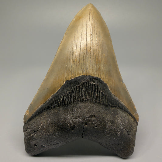 Colorful, with serrations 4.82" Fossil Megalodon Tooth - North Carolina CM5364 - Front