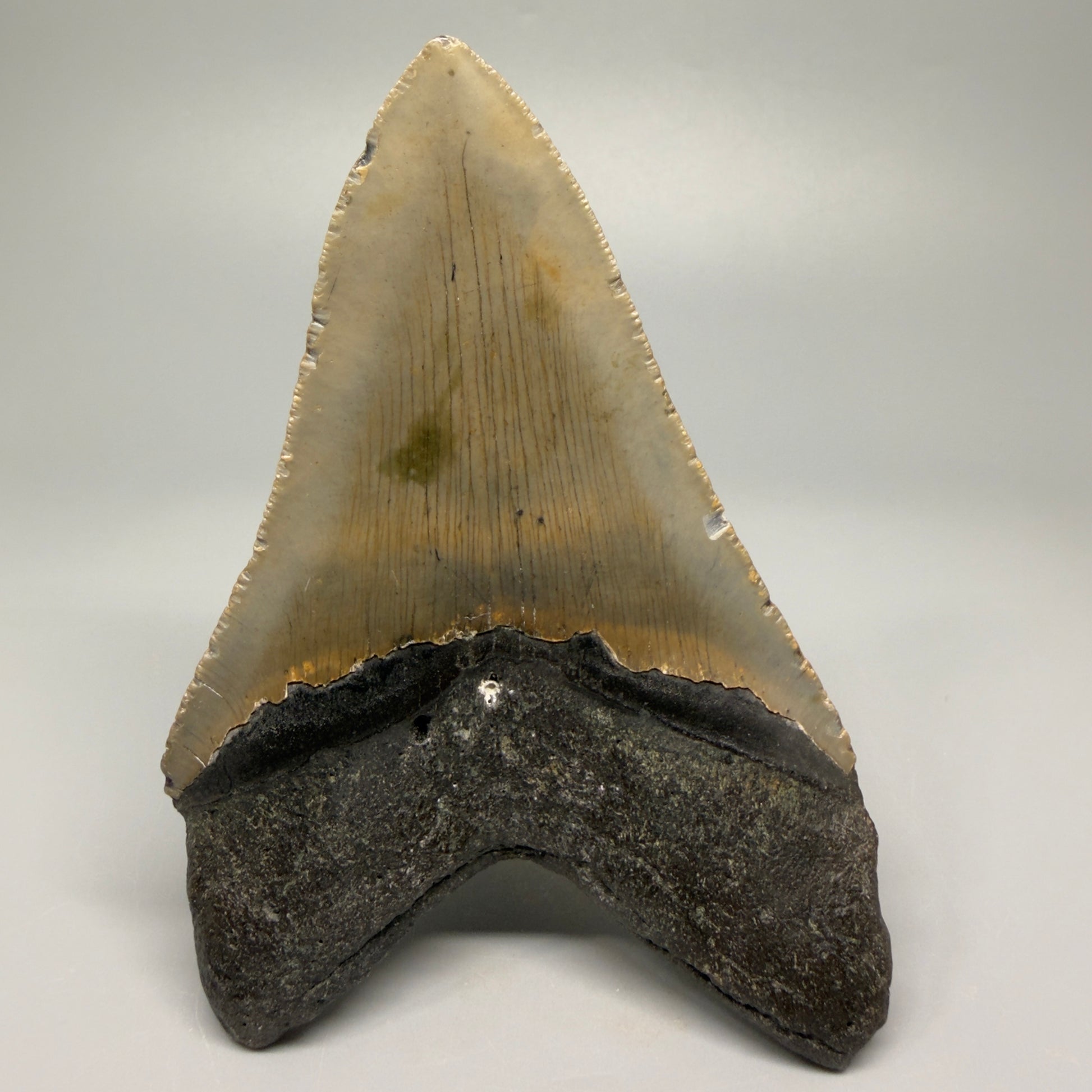 Colorful, with serrations 4.82" Fossil Megalodon Tooth - North Carolina CM5364 - Back 