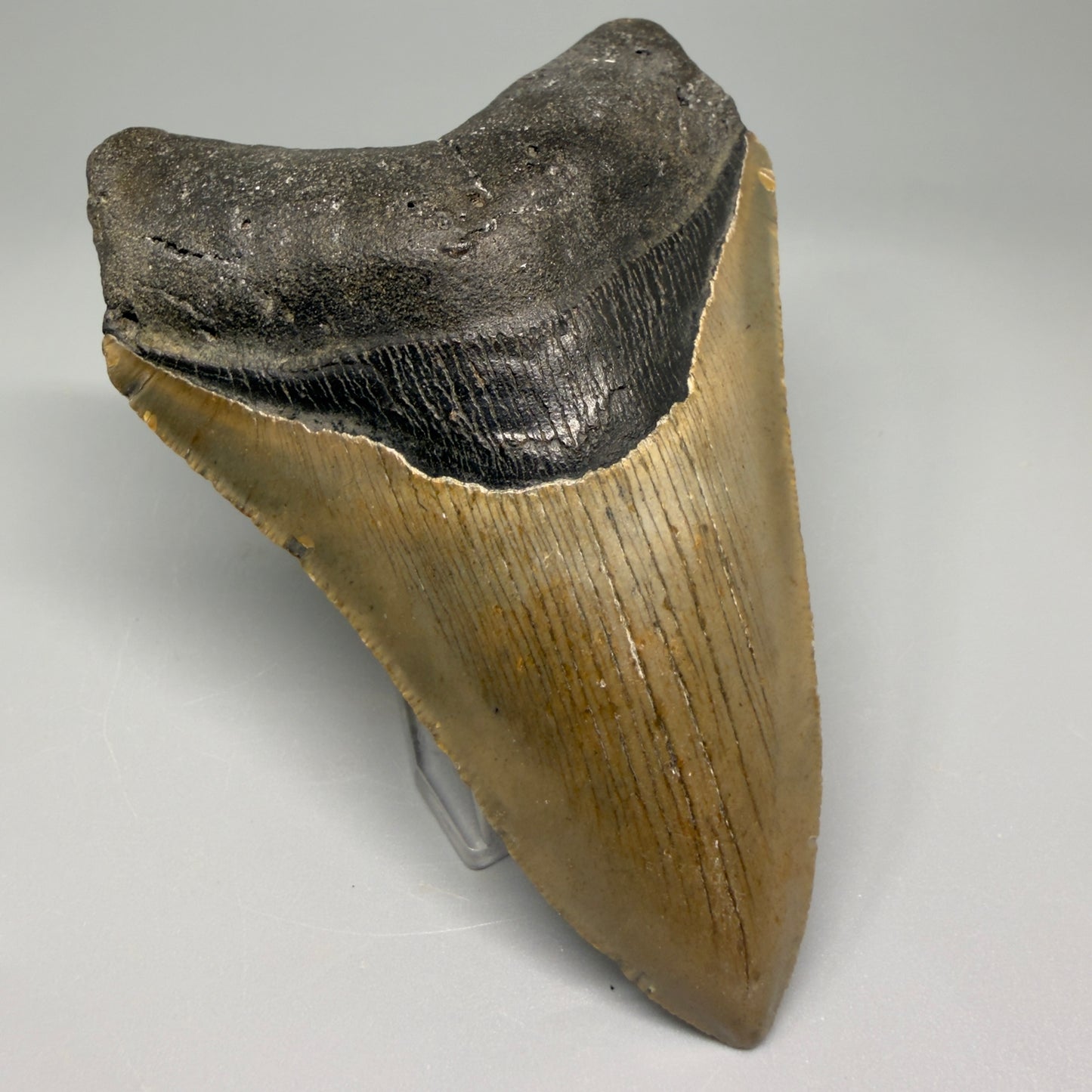 Colorful, with serrations 4.82" Fossil Megalodon Tooth - North Carolina CM5364 - Front Left