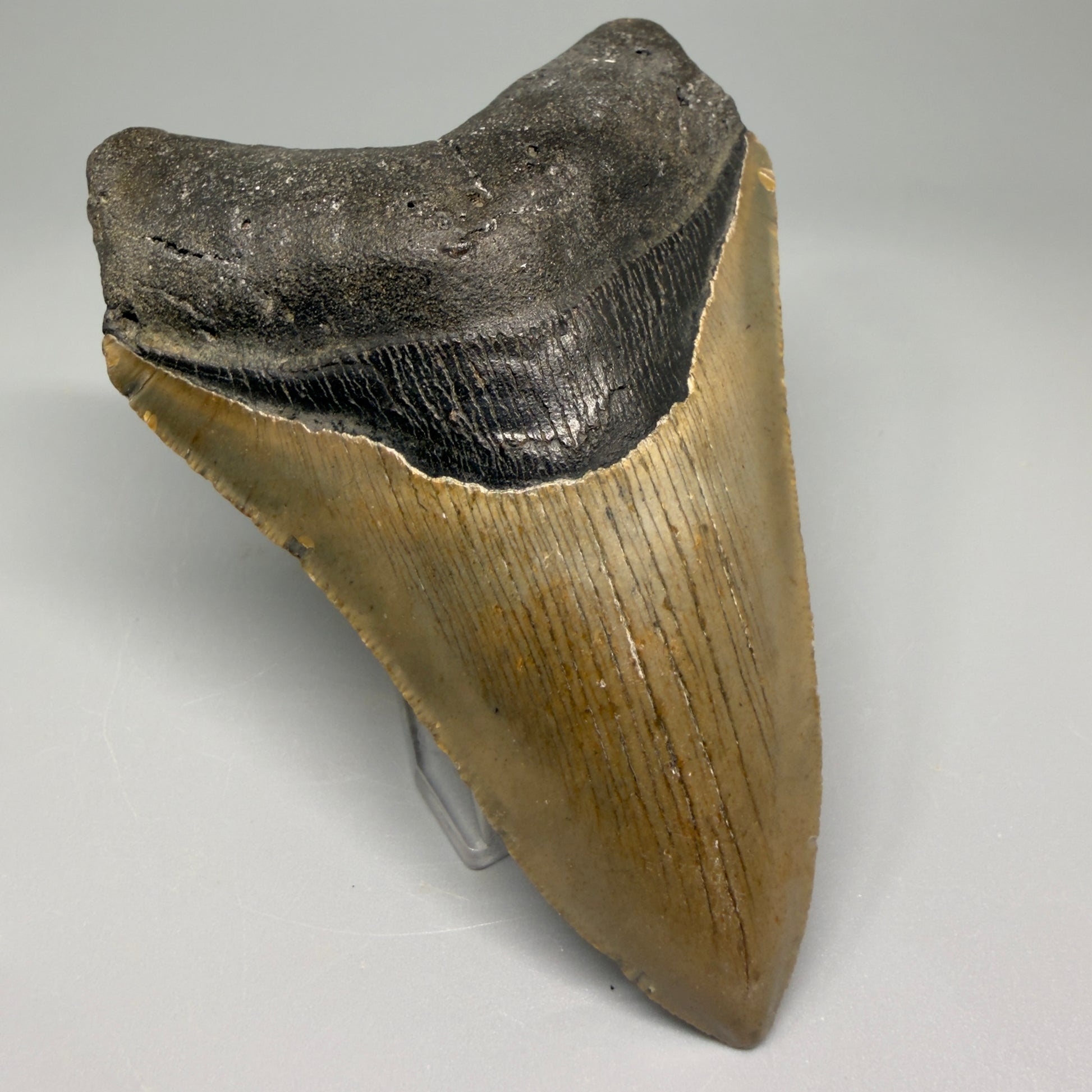 Colorful, with serrations 4.82" Fossil Megalodon Tooth - North Carolina CM5364 - Front Left