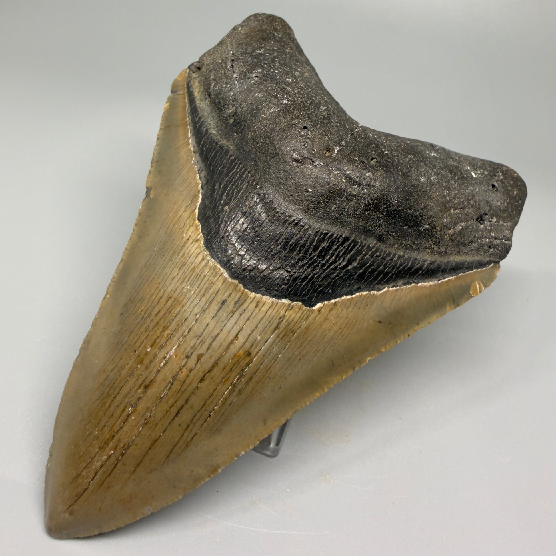 Colorful, with serrations 4.82" Fossil Megalodon Tooth - North Carolina CM5364 - Front Right