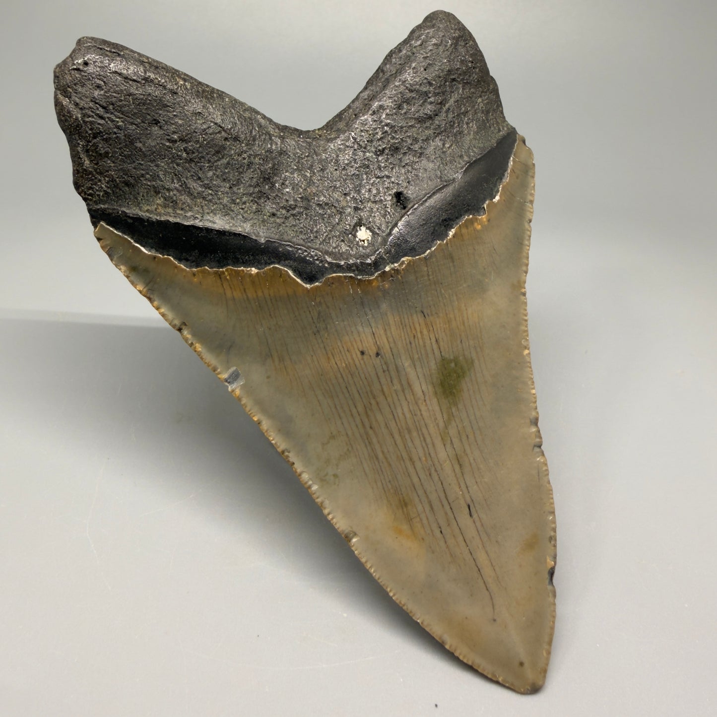 Colorful, with serrations 4.82" Fossil Megalodon Tooth - North Carolina CM5364 - Back Left