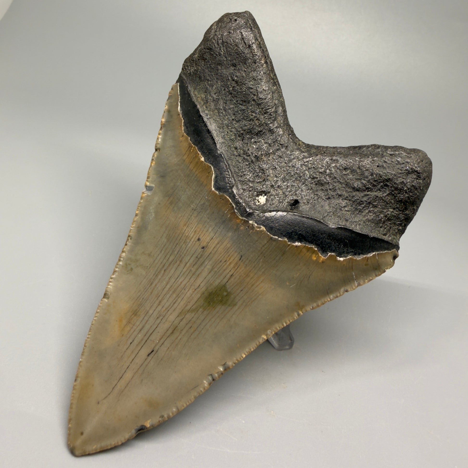 Colorful, with serrations 4.82" Fossil Megalodon Tooth - North Carolina CM5364 - Back Right