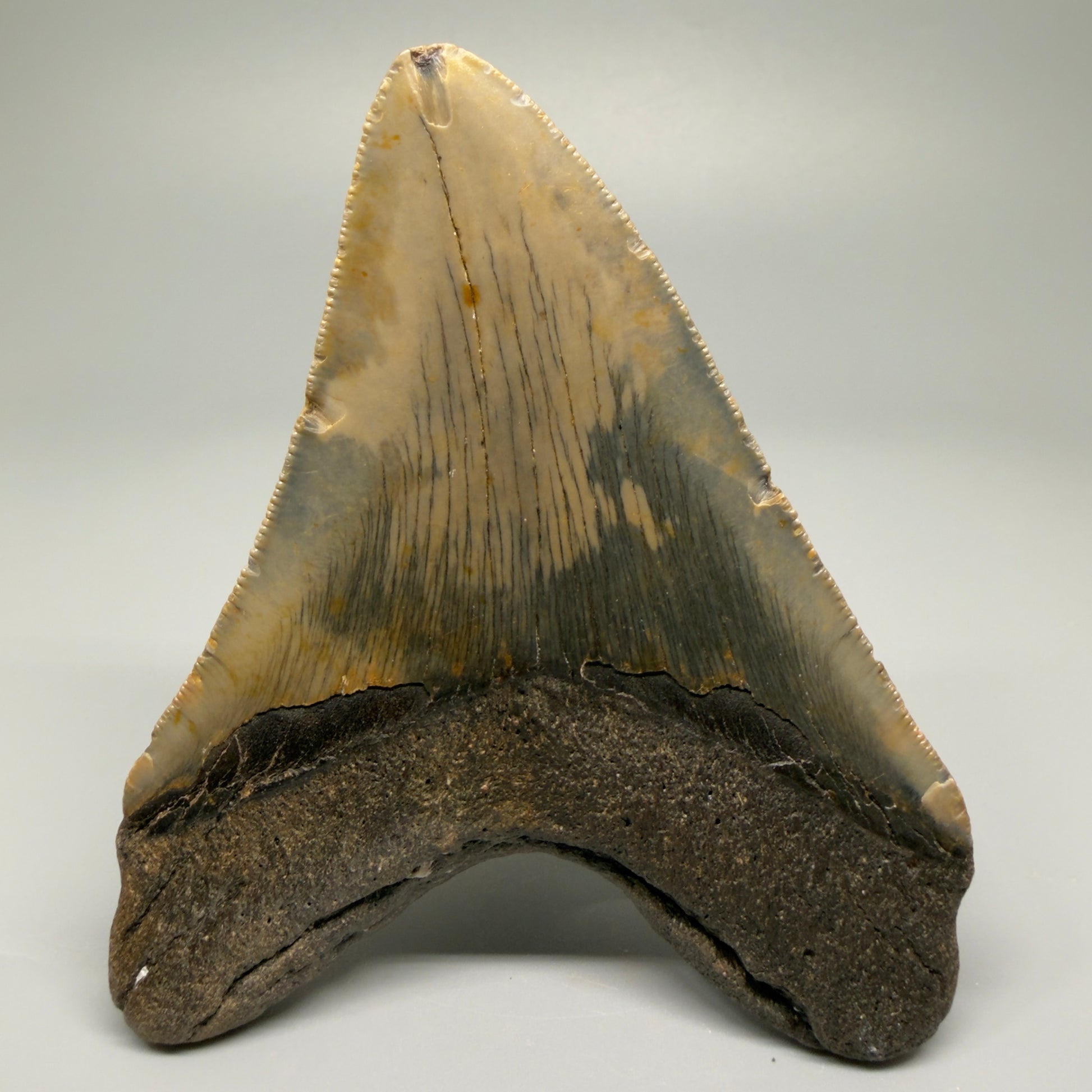 Colorful, with serrations 4.58" Fossil Megalodon Tooth - North Carolina CM5363 - Back 