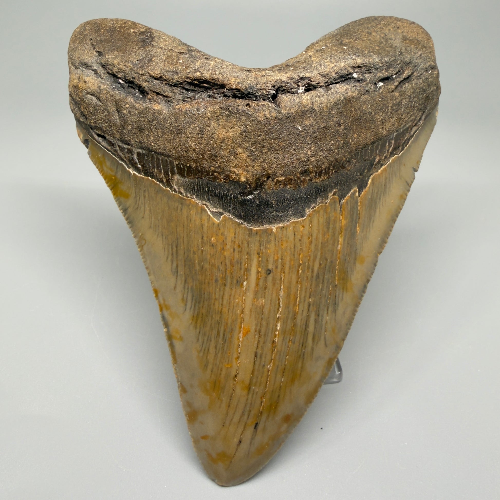 Colorful, with serrations 4.58" Fossil Megalodon Tooth - North Carolina CM5363 - Front 1