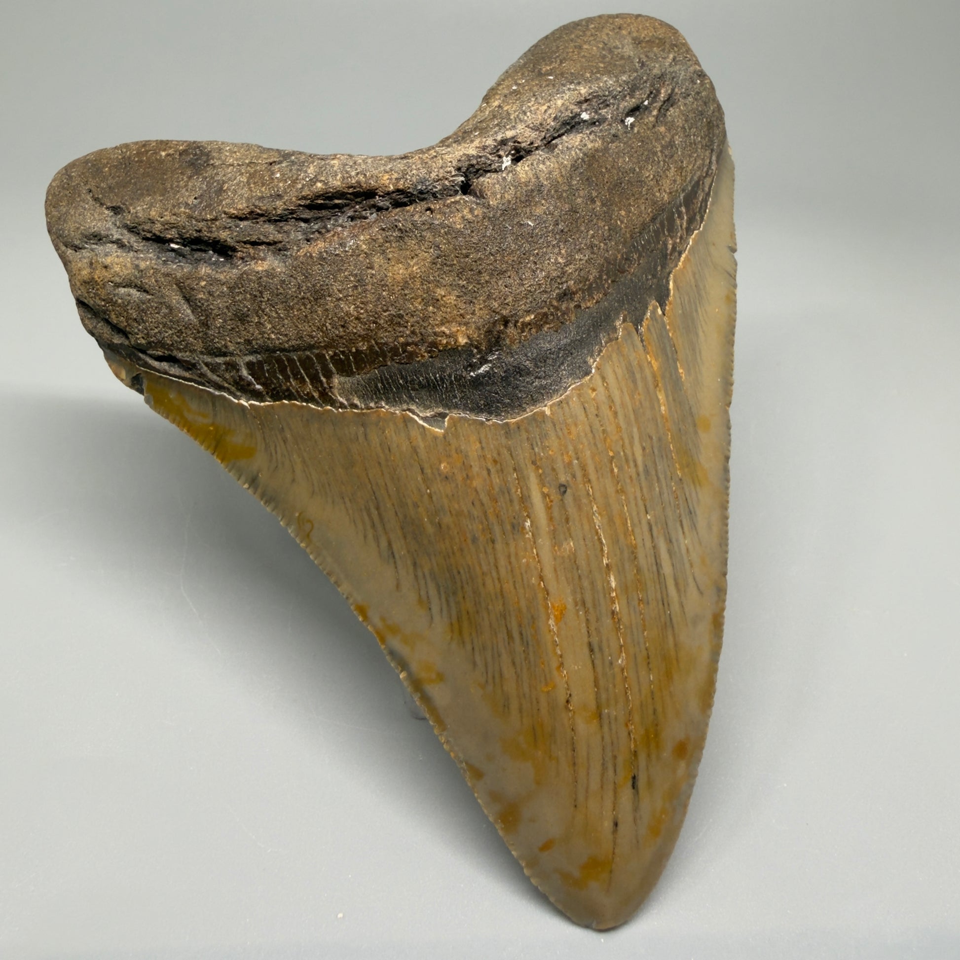 Colorful, with serrations 4.58" Fossil Megalodon Tooth - North Carolina CM5363 - Front Left