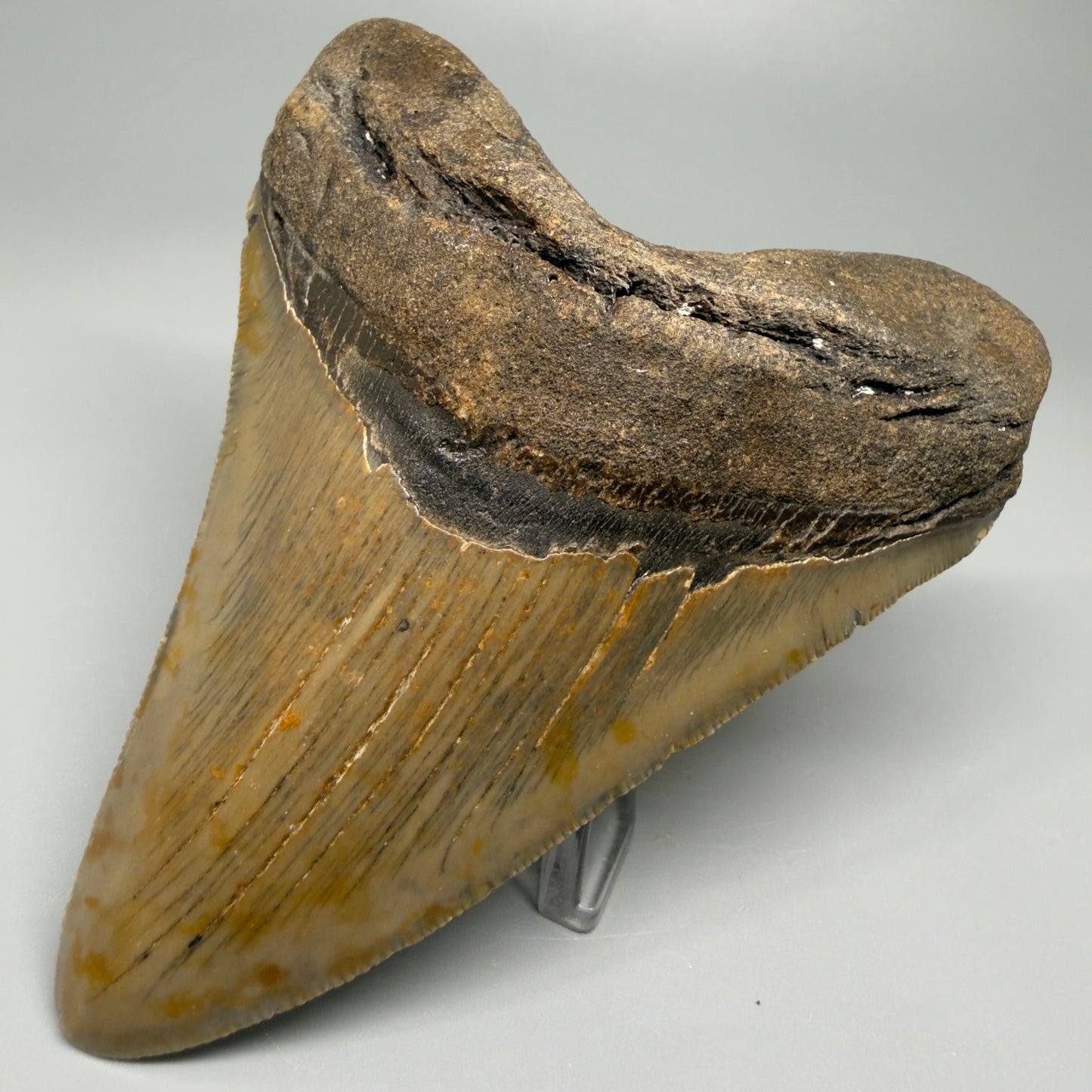 Colorful, with serrations 4.58" Fossil Megalodon Tooth - North Carolina CM5363 - Front Right