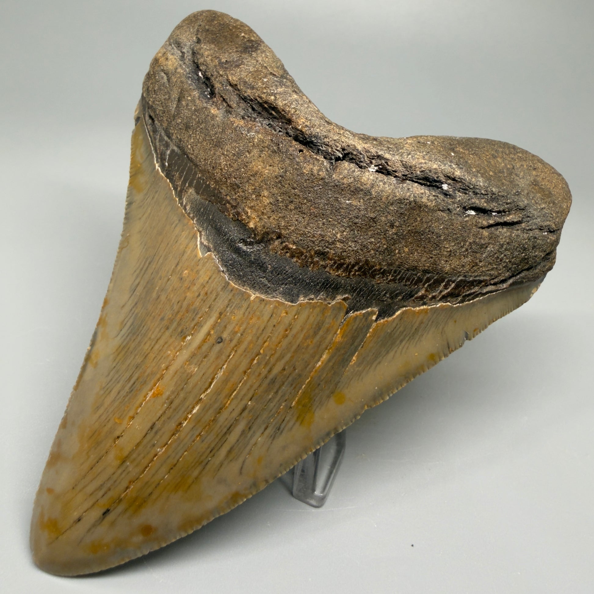 Colorful, with serrations 4.58" Fossil Megalodon Tooth - North Carolina CM5363 - Front Right