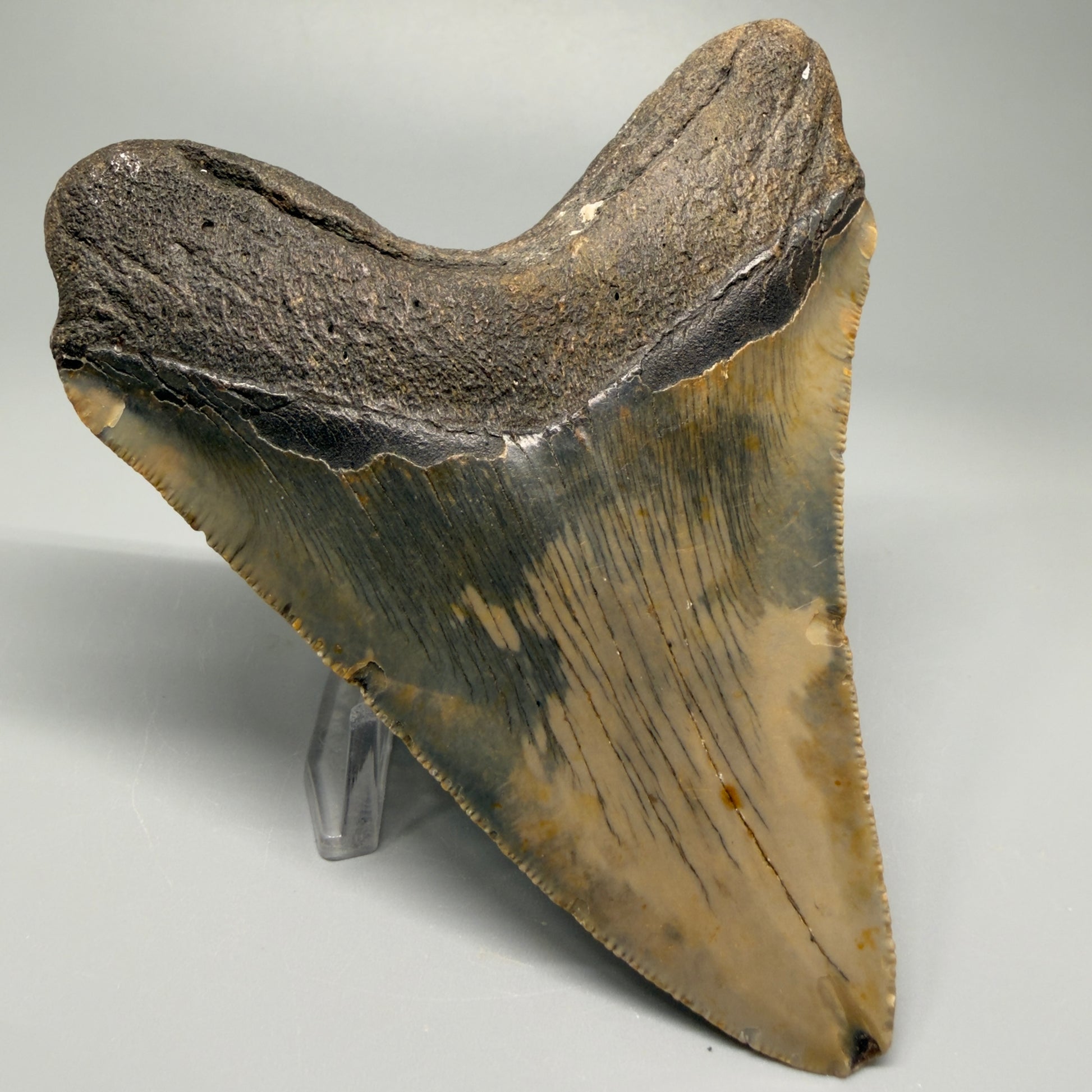 Colorful, with serrations 4.58" Fossil Megalodon Tooth - North Carolina CM5363 - Back Left