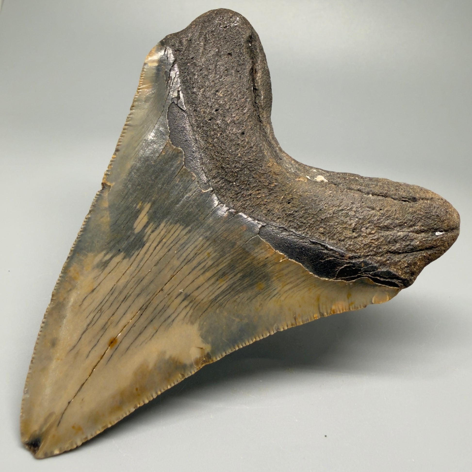 Colorful, with serrations 4.58" Fossil Megalodon Tooth - North Carolina CM5363 - Back Right