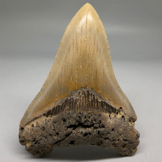 Colorful 4.05" Authentic Megalodon Tooth – North Carolina Fossil