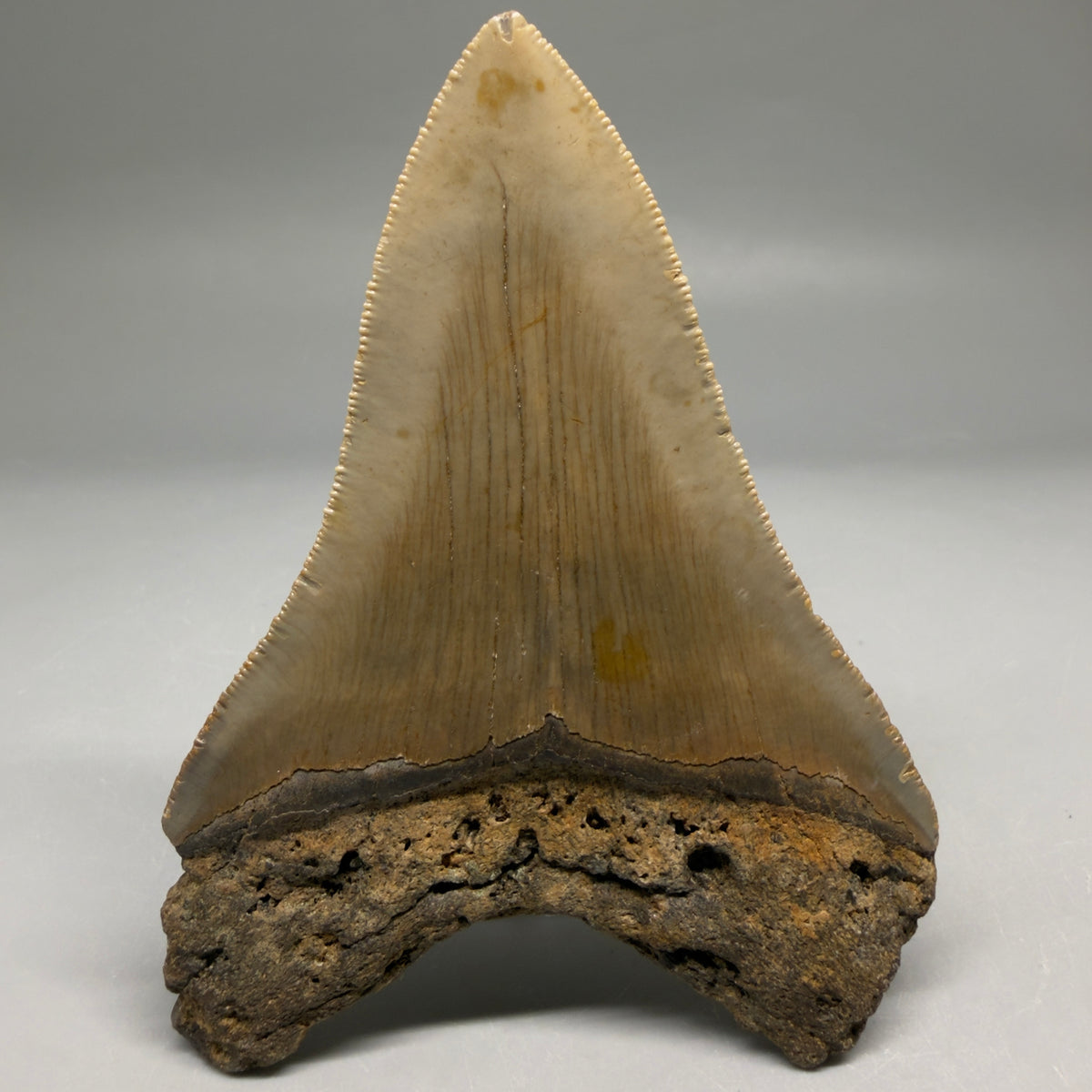 Diente de Megalodón Auténtico de 4.33" a Color – Fósil de Carolina del Norte | Carcharocles megalodon