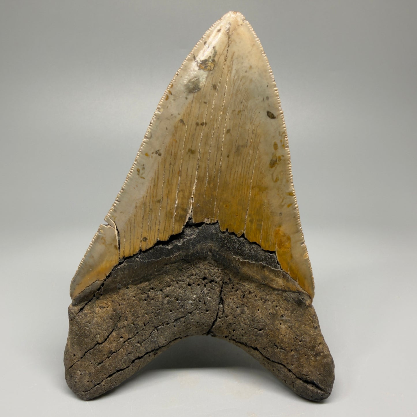 Colorful, decently serrated lower 4.96" Fossil Megalodon Tooth - North Carolina CM5366 - Back