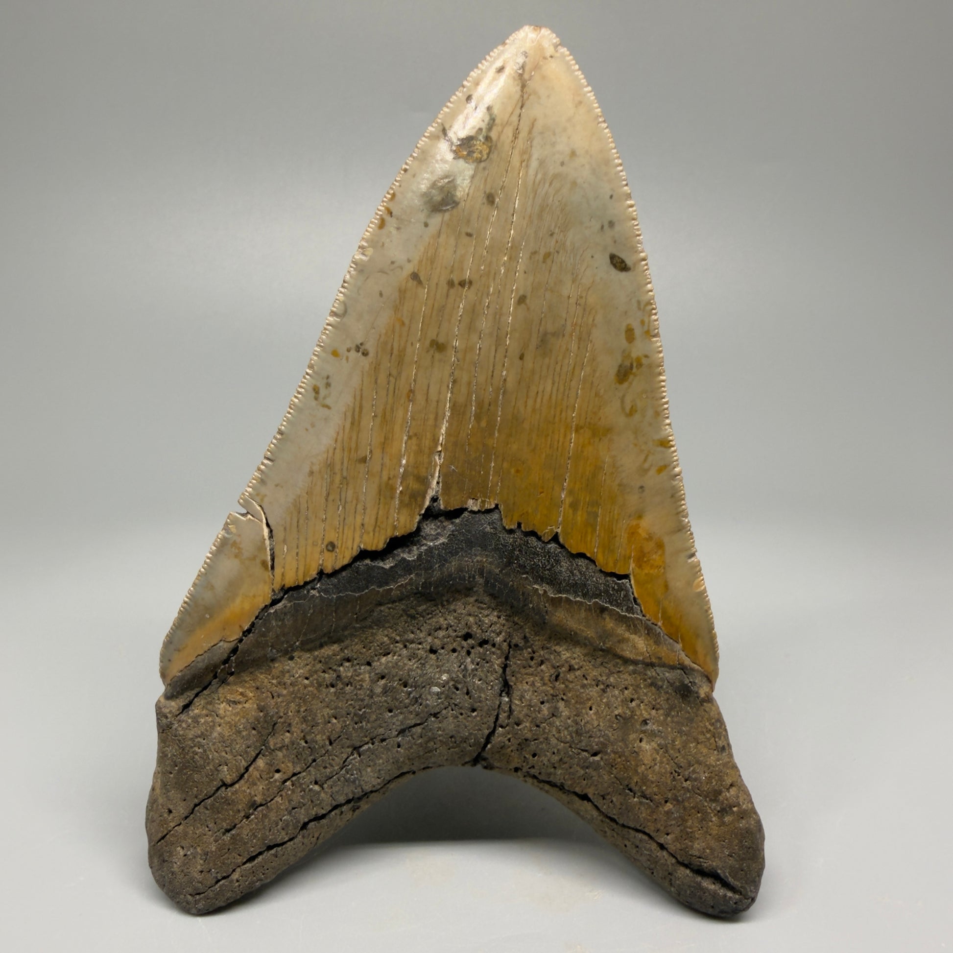 Colorful, decently serrated lower 4.96" Fossil Megalodon Tooth - North Carolina CM5366 - Back