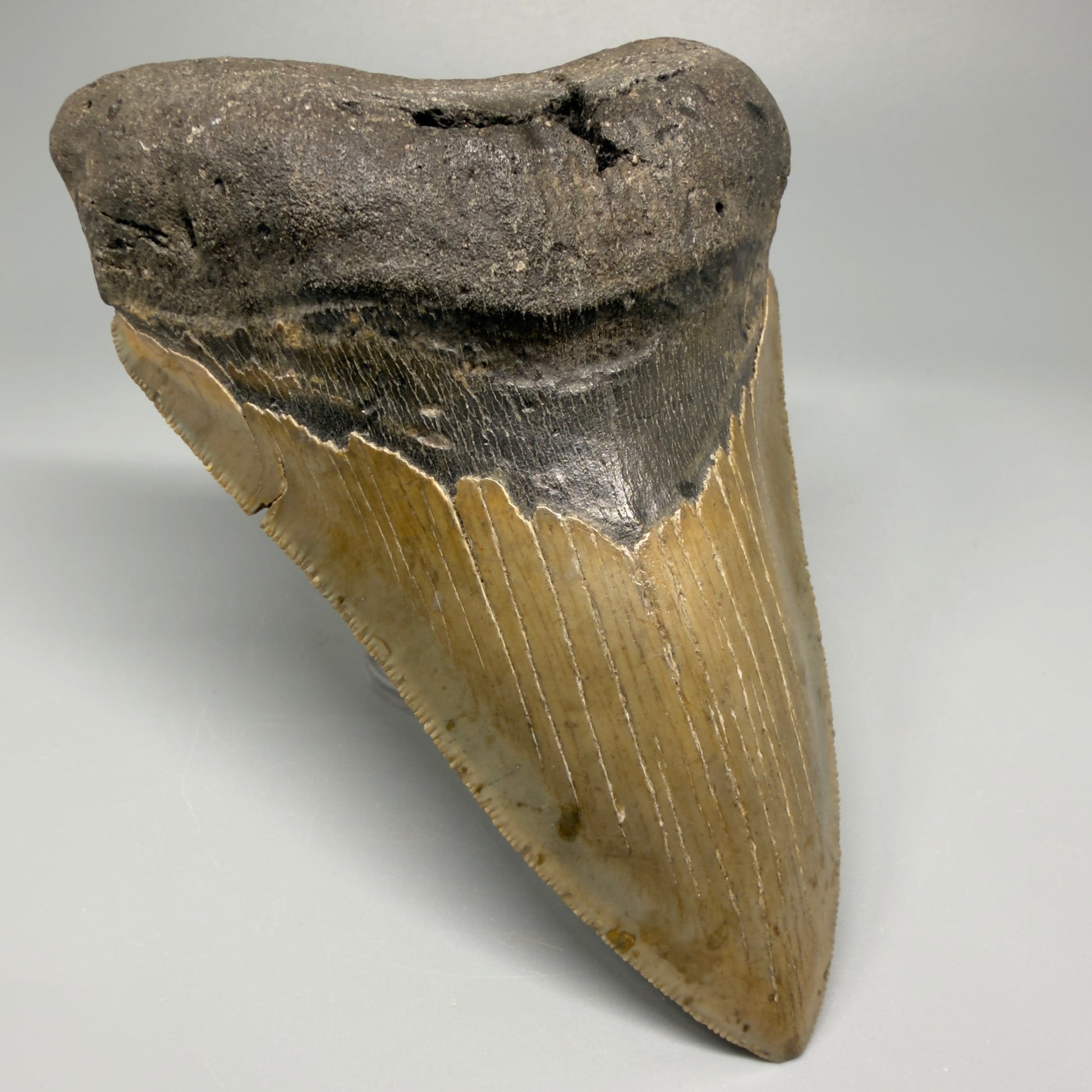 Colorful, decently serrated lower 4.96" Fossil Megalodon Tooth - North Carolina CM5366 - Front Left