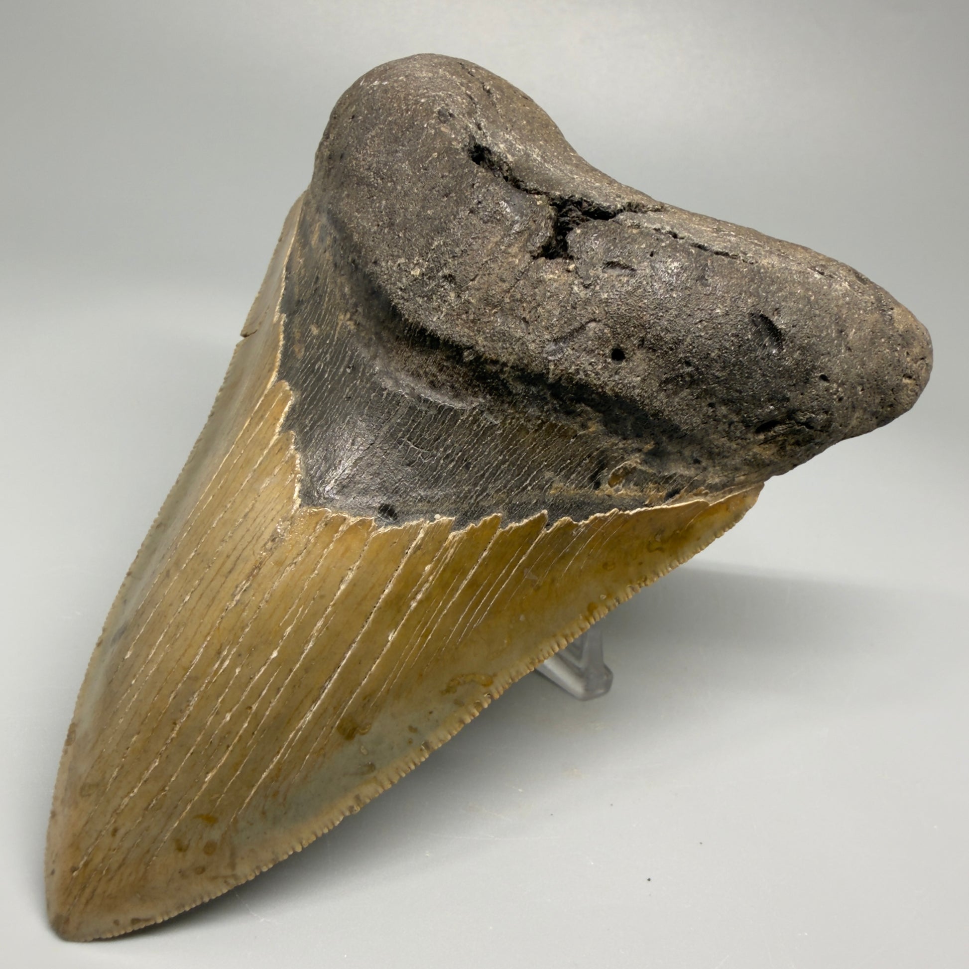 Colorful, decently serrated lower 4.96" Fossil Megalodon Tooth - North Carolina CM5366 - Front Right