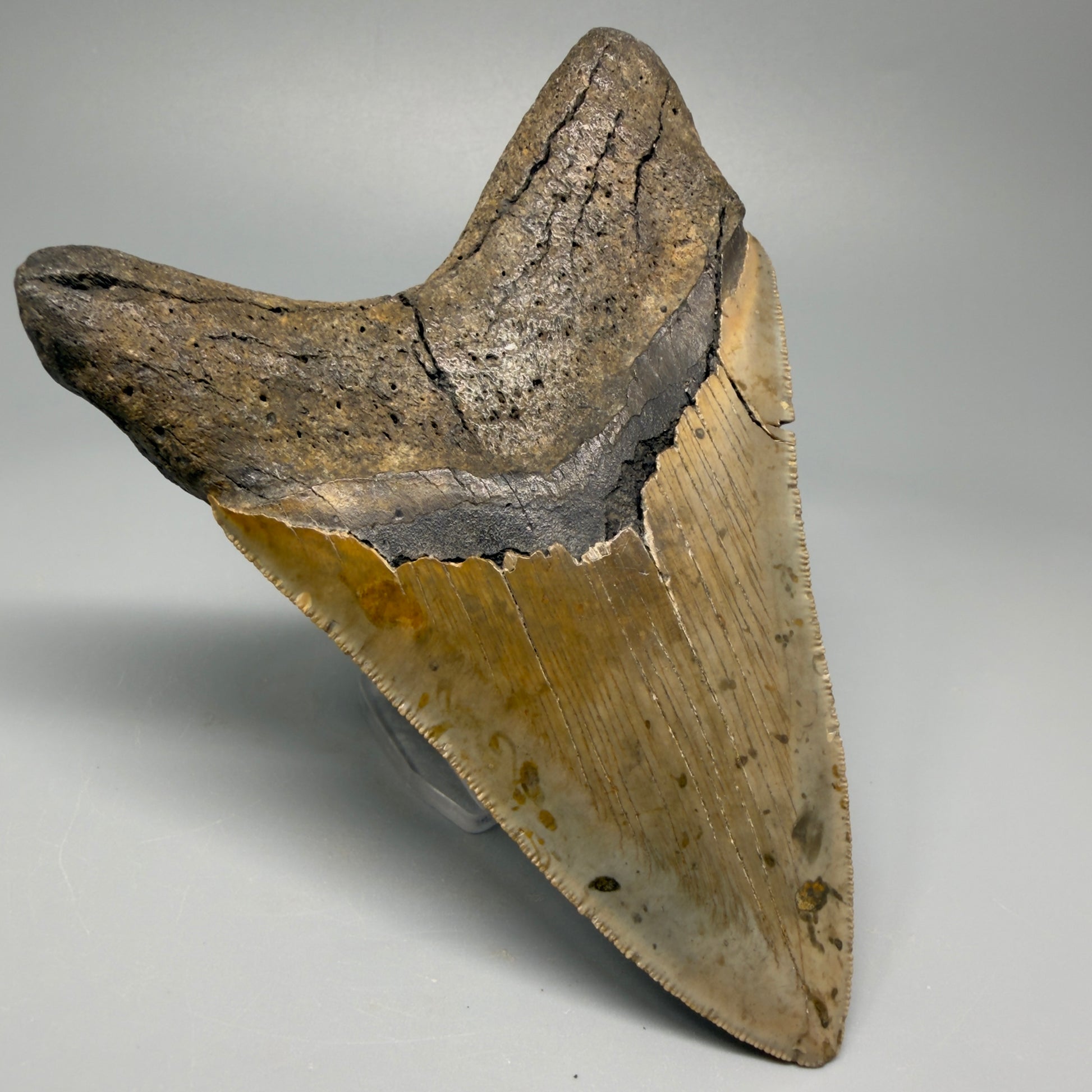 Colorful, decently serrated lower 4.96" Fossil Megalodon Tooth - North Carolina CM5366 - Back Left