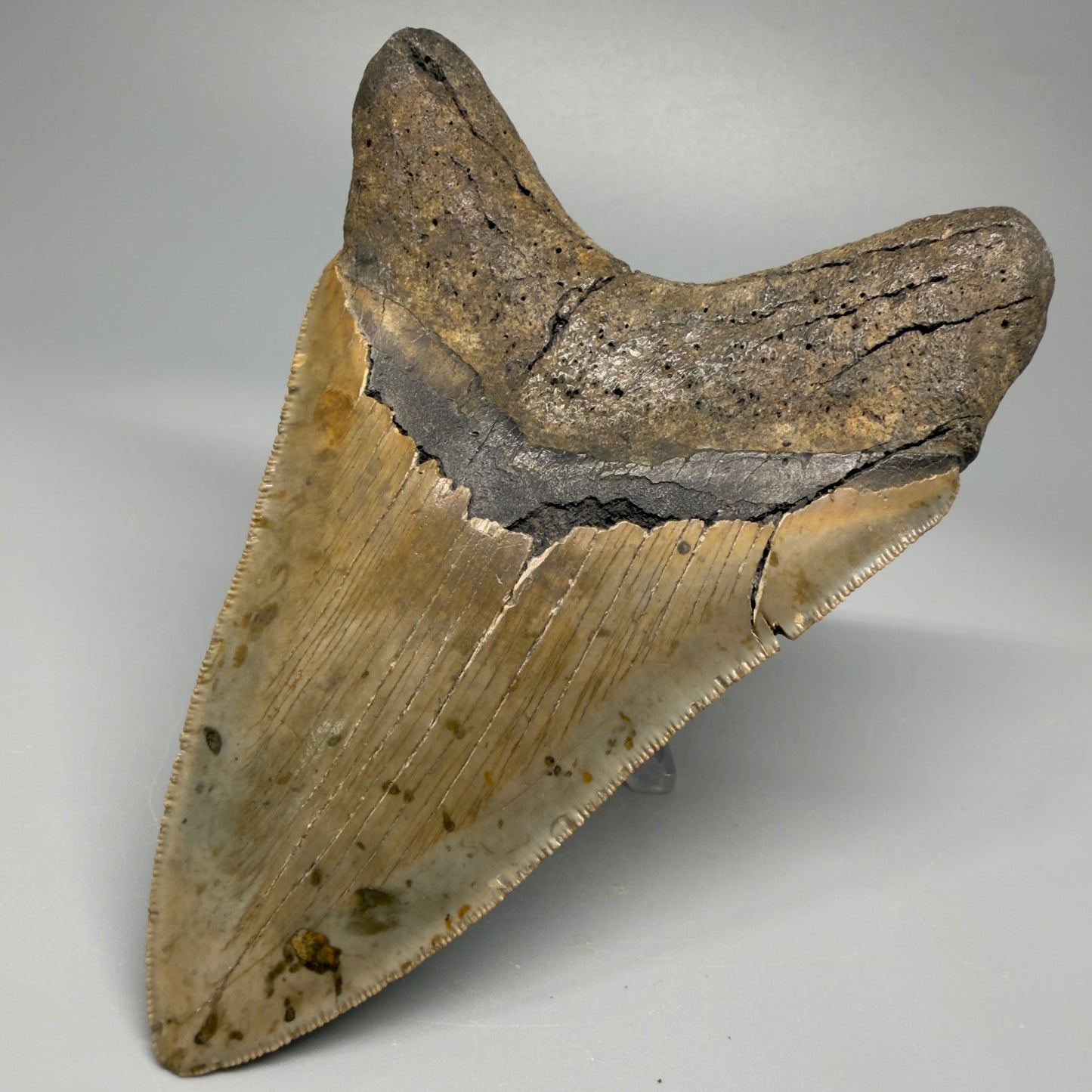 Colorful, decently serrated lower 4.96" Fossil Megalodon Tooth - North Carolina CM5366 - Back Right