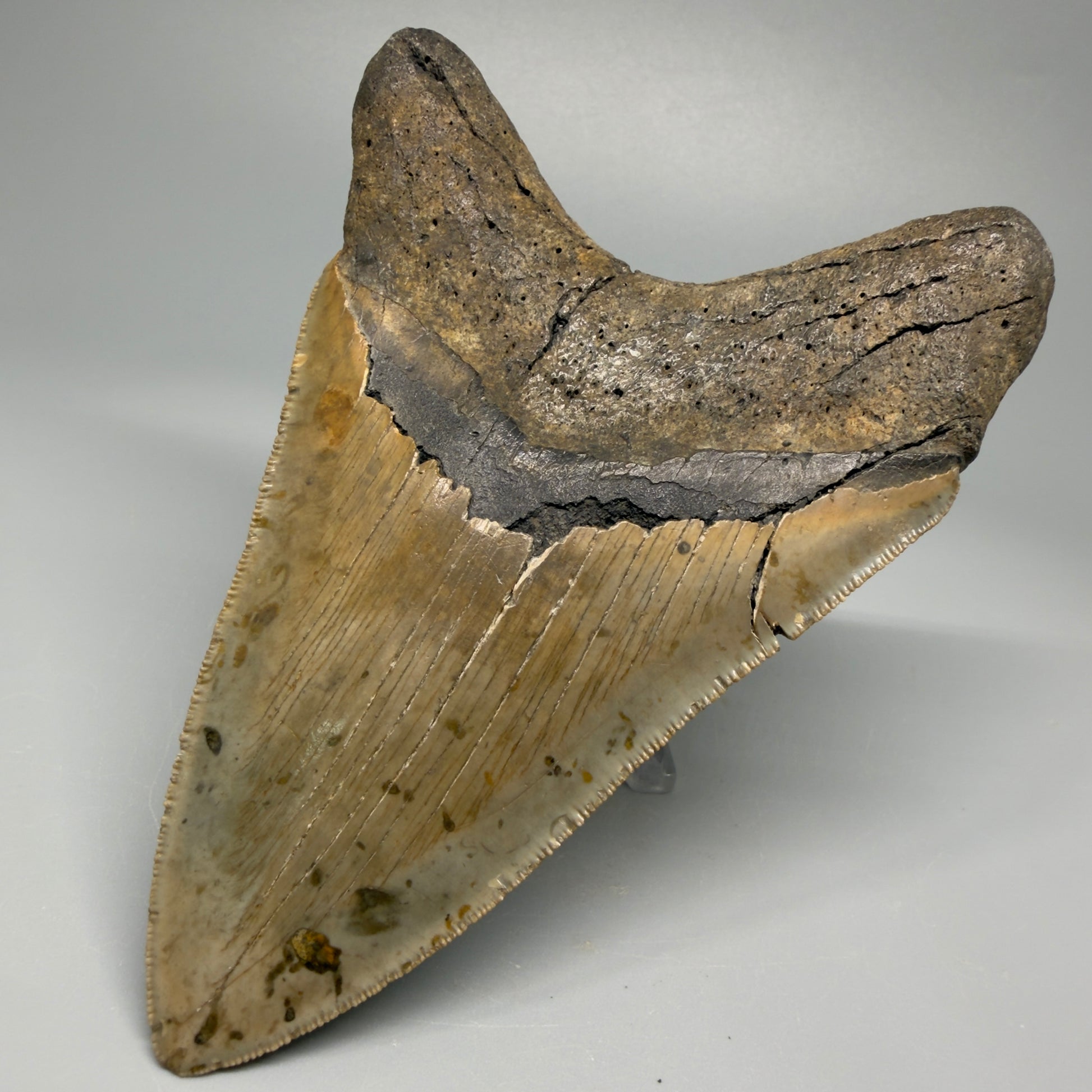 Colorful, decently serrated lower 4.96" Fossil Megalodon Tooth - North Carolina CM5366 - Back Right