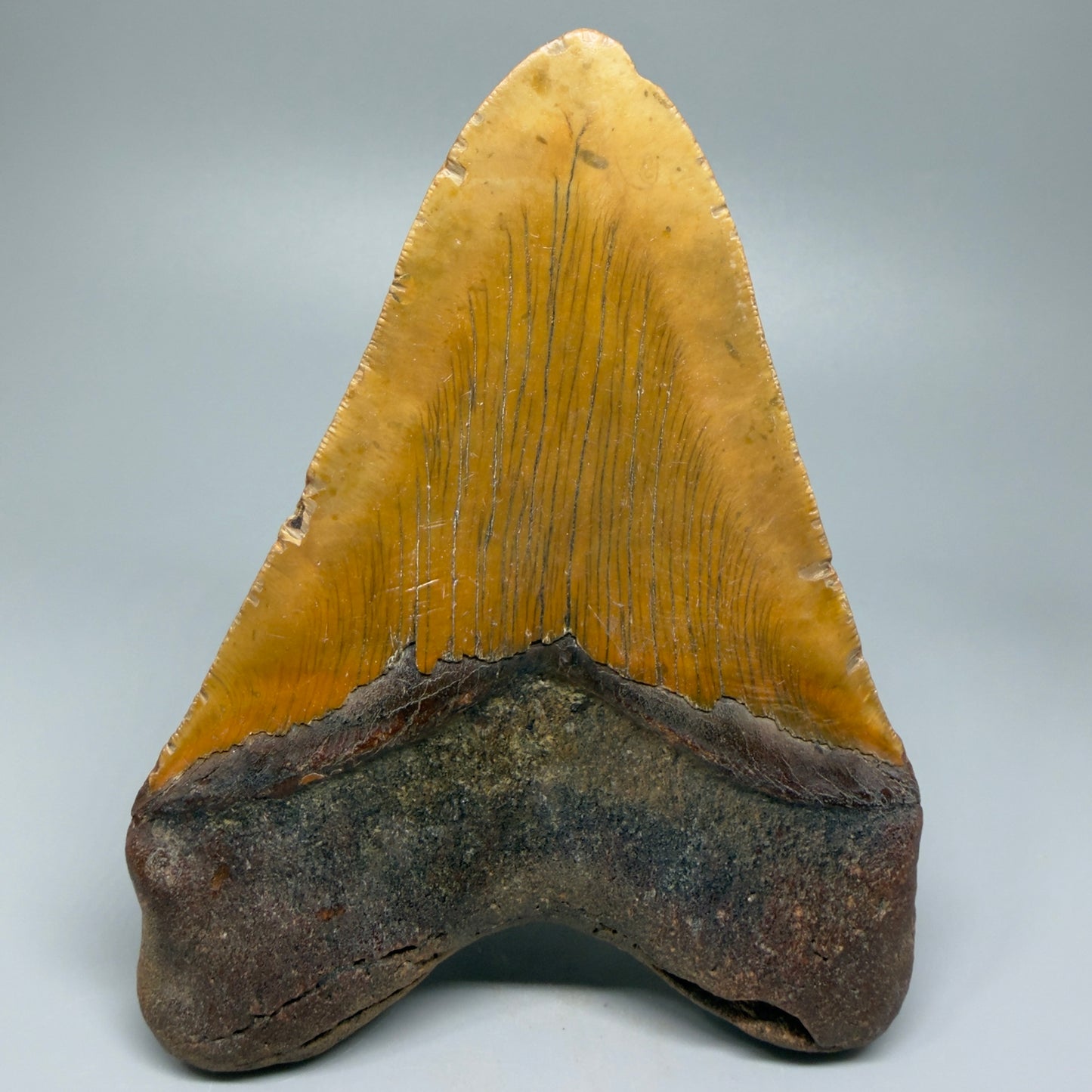 Very LARGE, colorful 5.74" Fossil Megalodon Tooth - Wilmington North Carolina CM5375 - Back