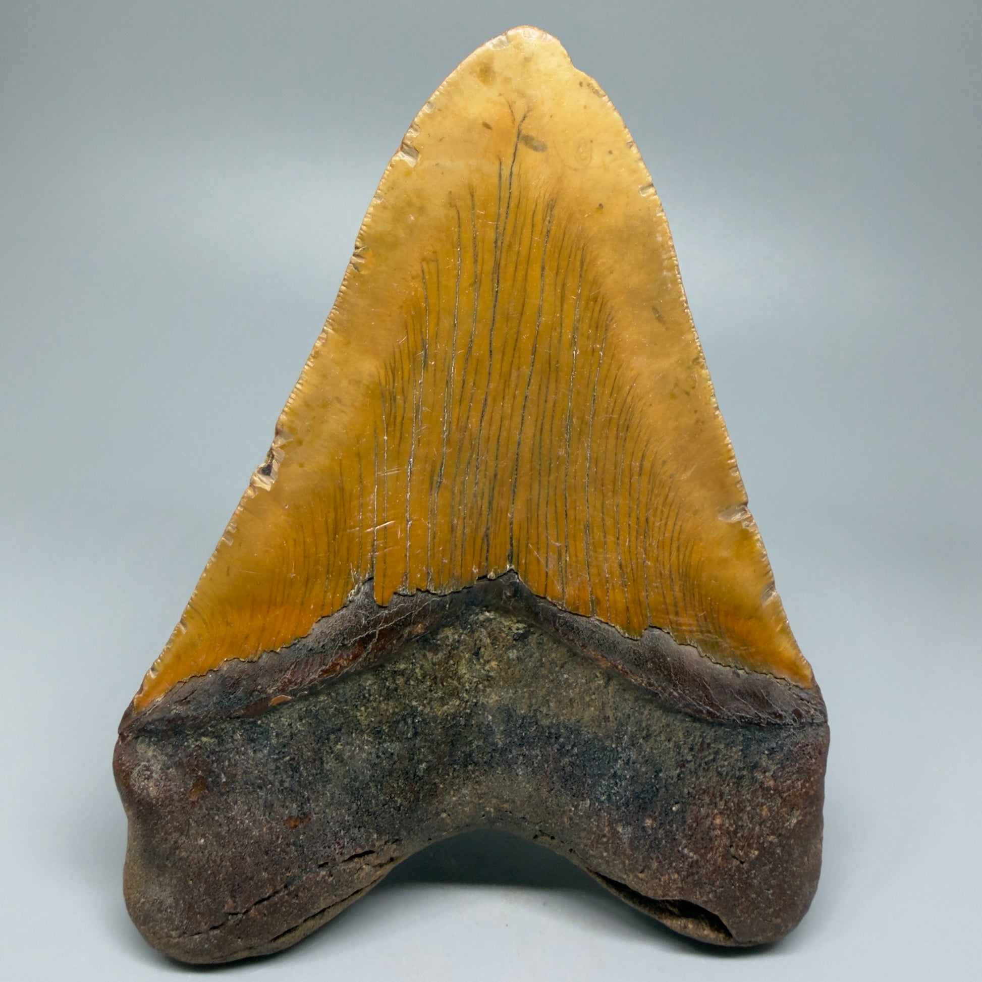 Very LARGE, colorful 5.74" Fossil Megalodon Tooth - Wilmington North Carolina CM5375 - Back